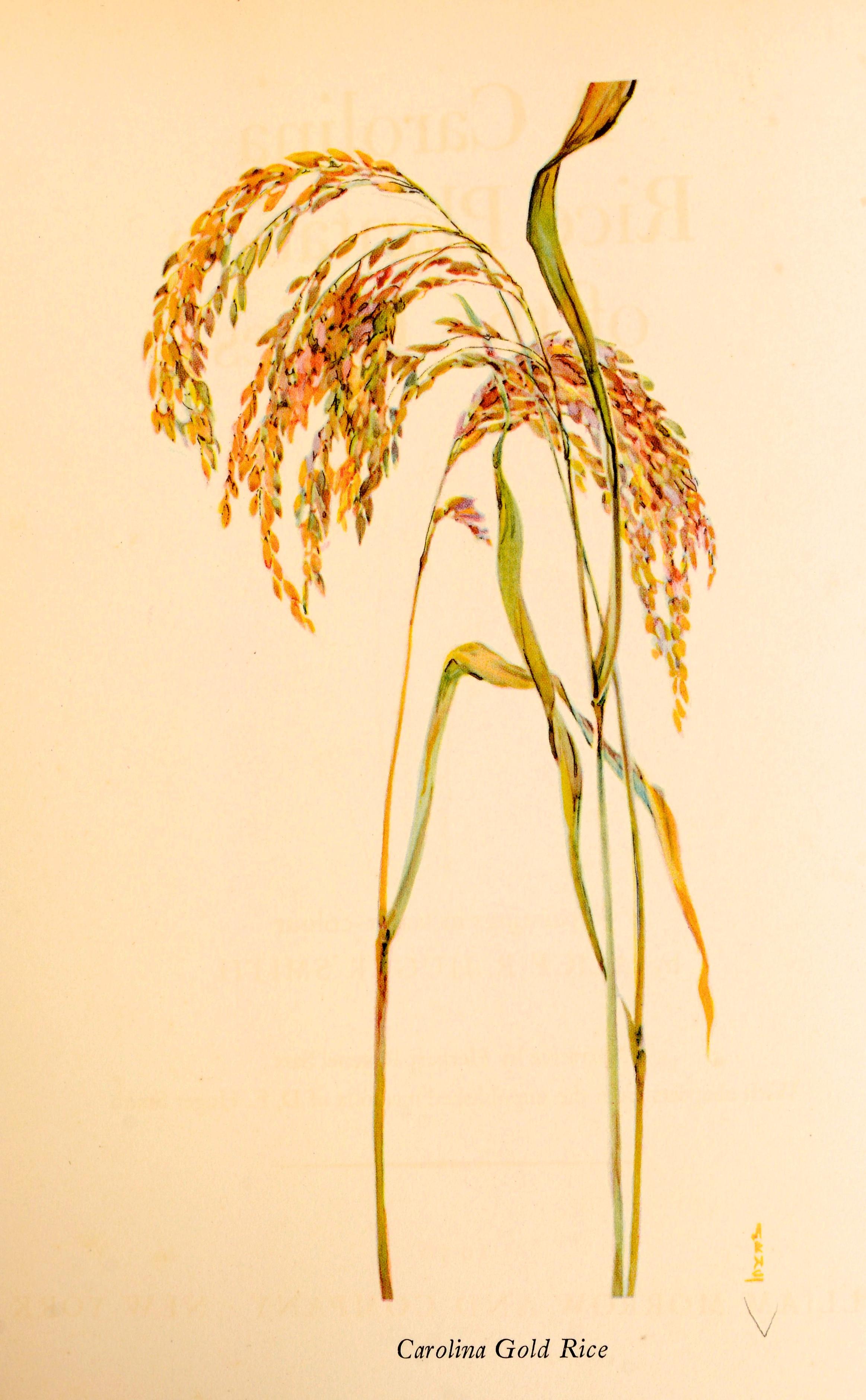 Carolina Rice Plantation of the 50's Signé par l'illustrateur, copie de l'éditeur en vente 14
