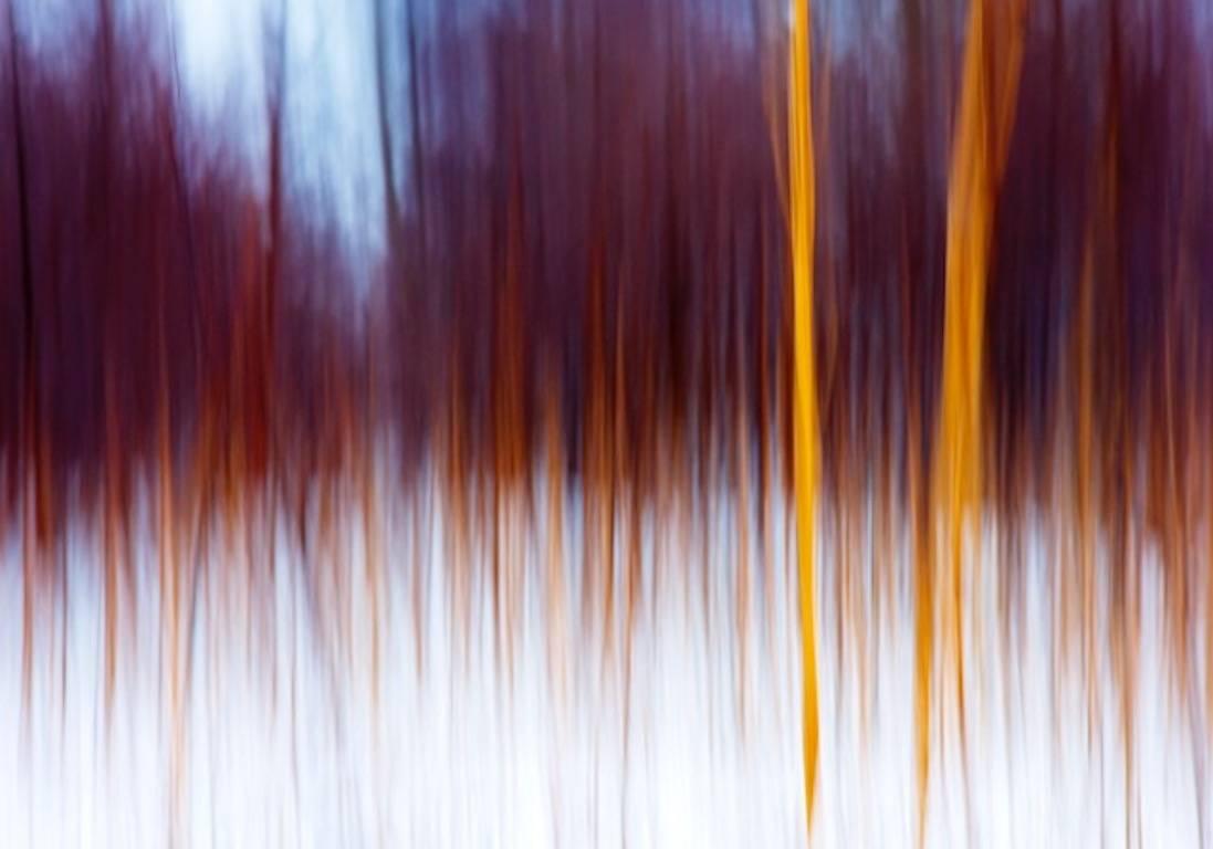 Caroline Fraser Color Photograph - Contemporary Photography: Birches and Reeds