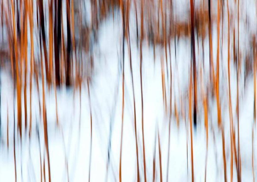 Caroline Fraser Color Photograph - Contemporary Photography: Reeds