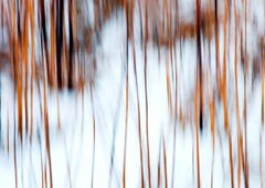 Contemporary Photography: Reeds