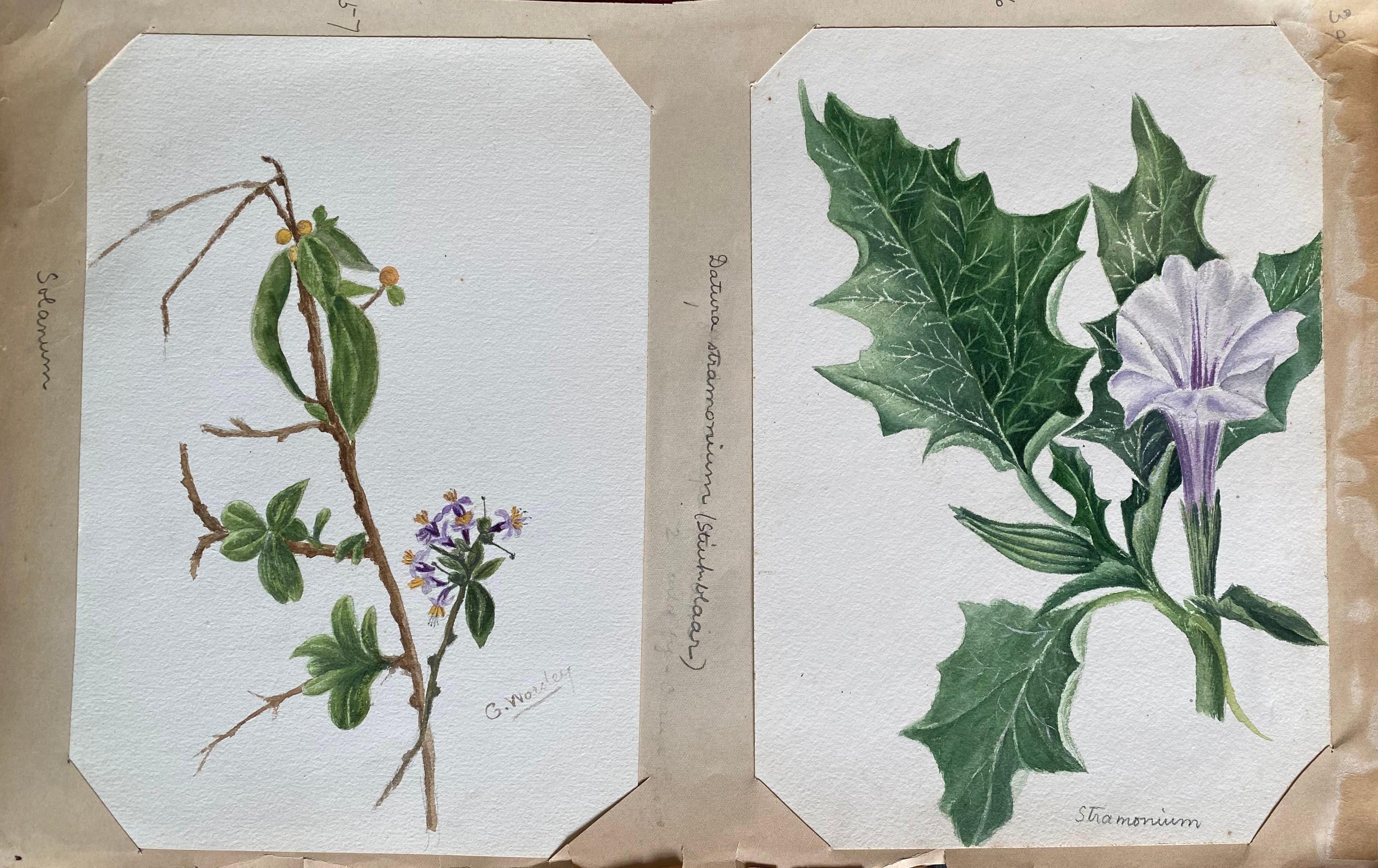 Caroline Worsley Still-Life – 2 x feines antikes britisches Botanisches Aquarellgemälde, um 1900 