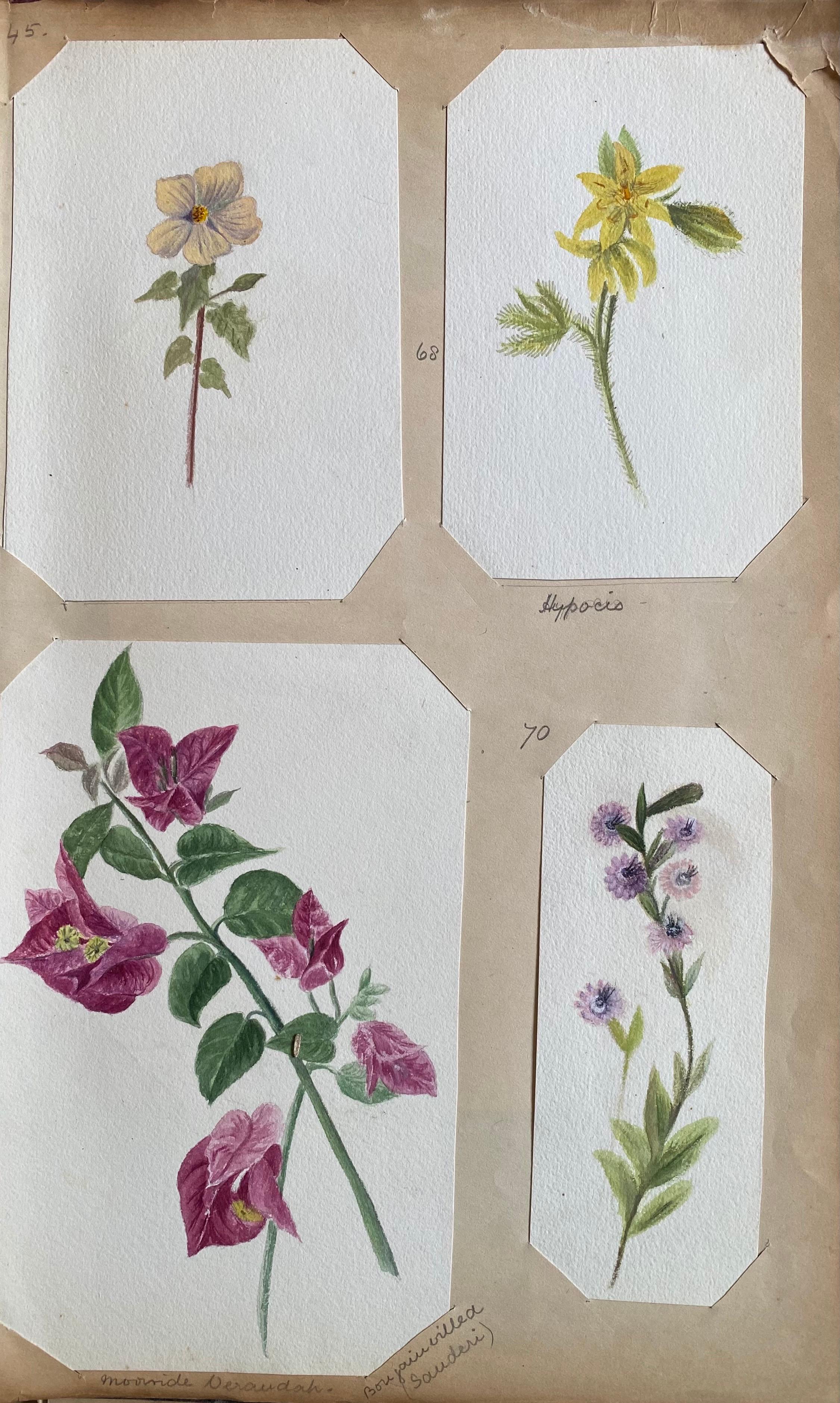 4x feines antikes britisches Botanisches Aquarellgemälde, um 1900 