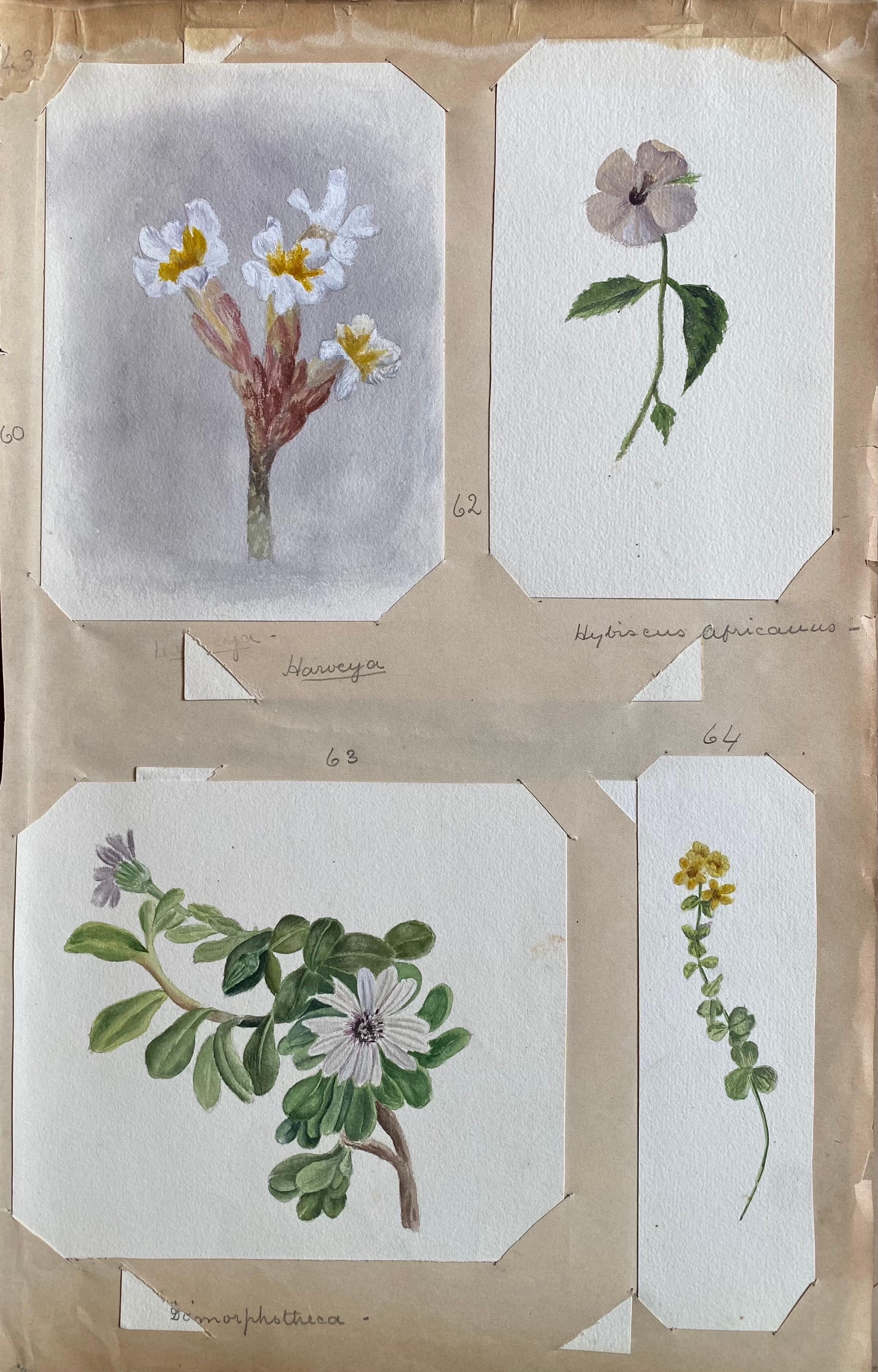 Caroline Worsley Still-Life – 4x feine antike britische Botanische Aquarellgemälde, um 1900 