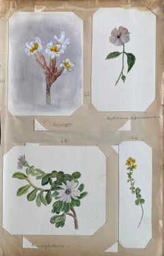 4x Fine Antique British Botannical Watercolour Paintings, circa 1900's 