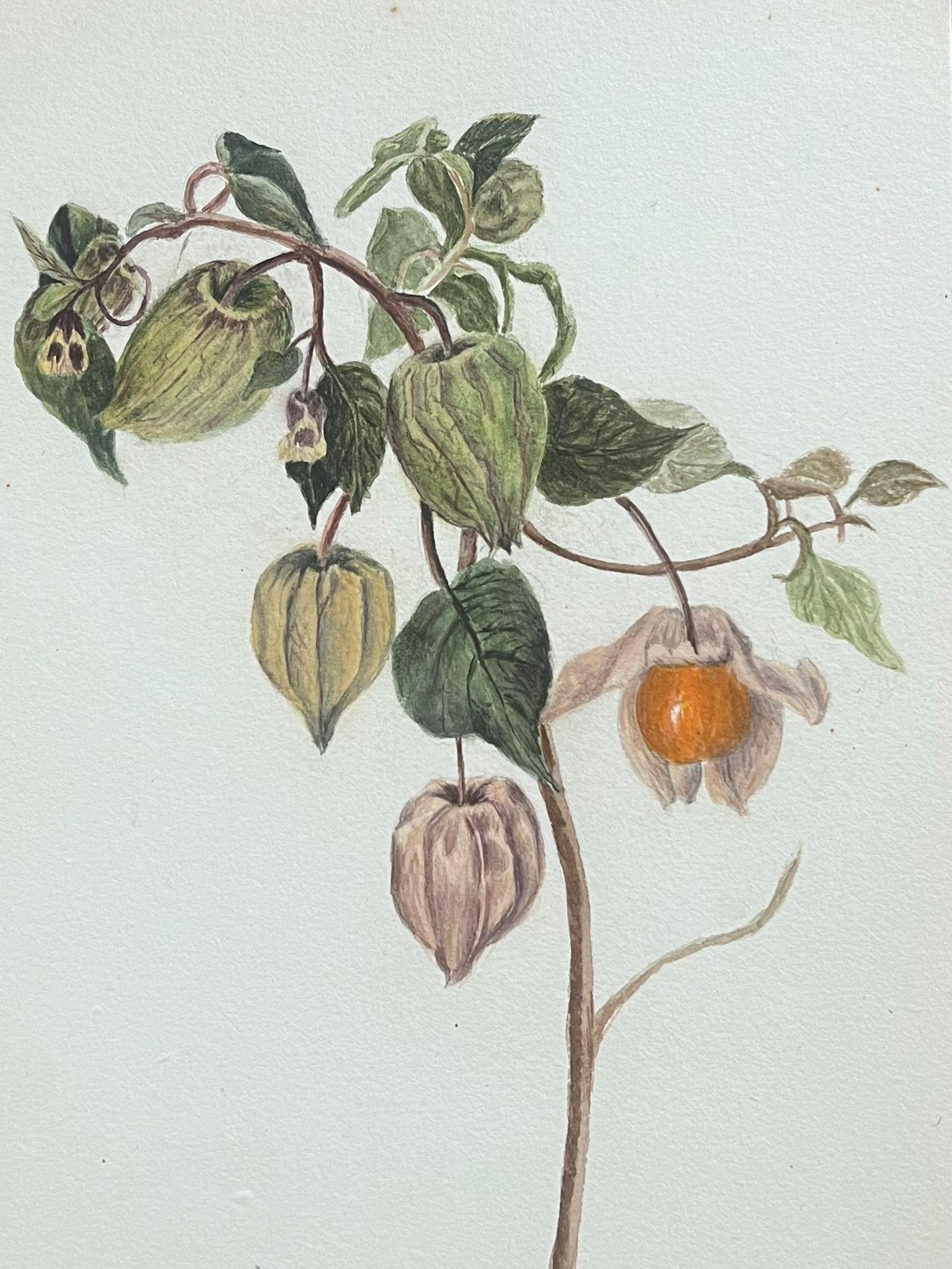 Belle peinture botanique britannique ancienne Alchechengi Lanterne à fleurs  - Art de Caroline Worsley