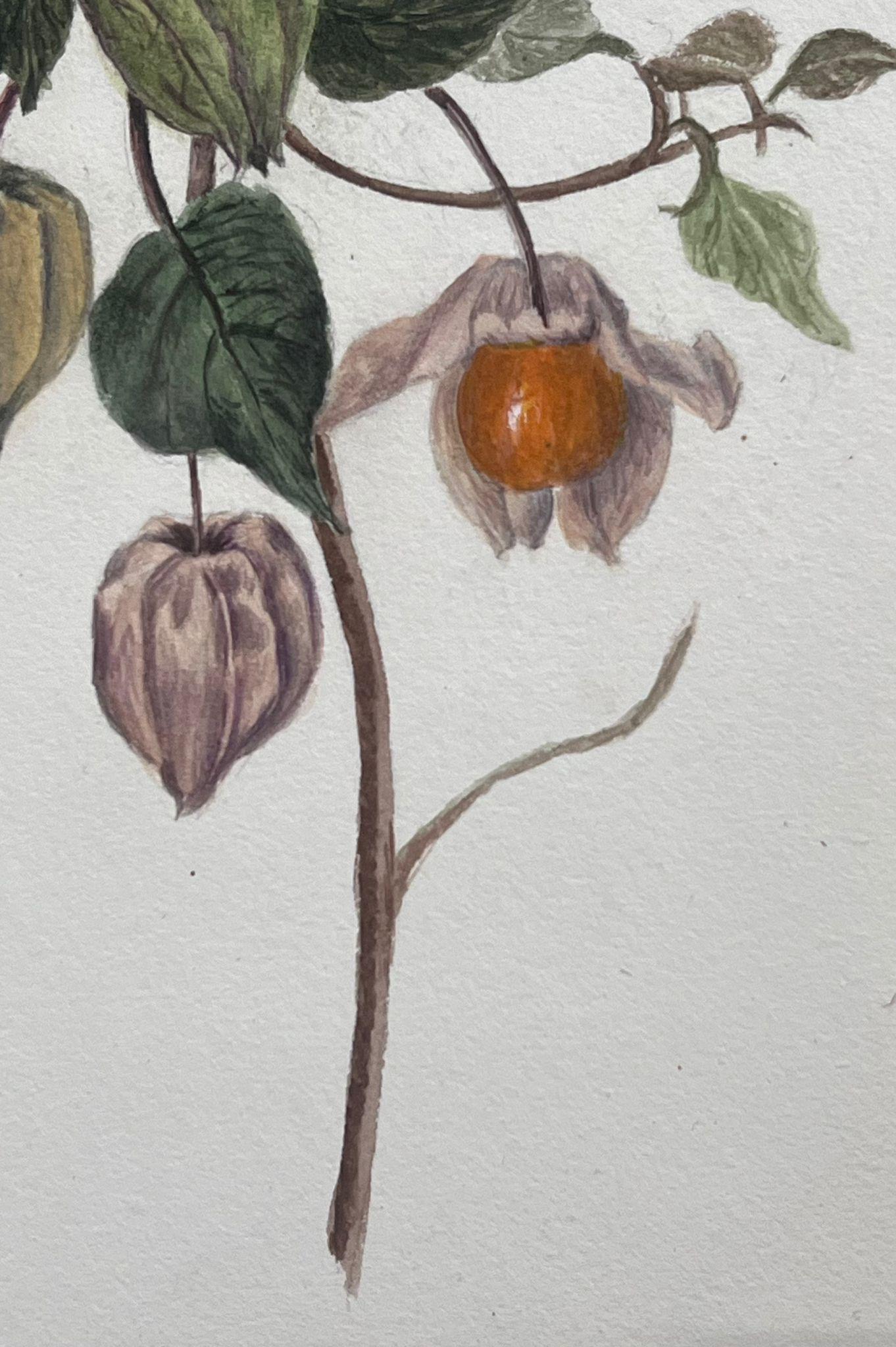 Raffinata pittura botanica Antique British Alchechengi Lantern Flower Plant - Art Vittoriano di Caroline Worsley