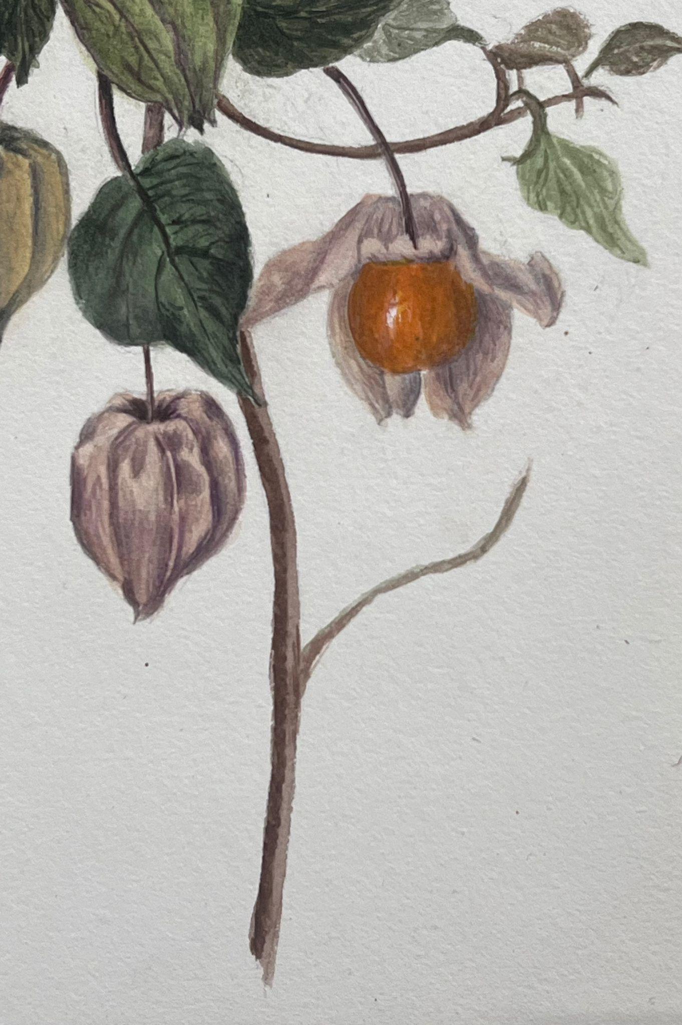 Fine Antique British Botanical Painting Alchechengi Lantern Flower Plant  - Victorian Art by Caroline Worsley