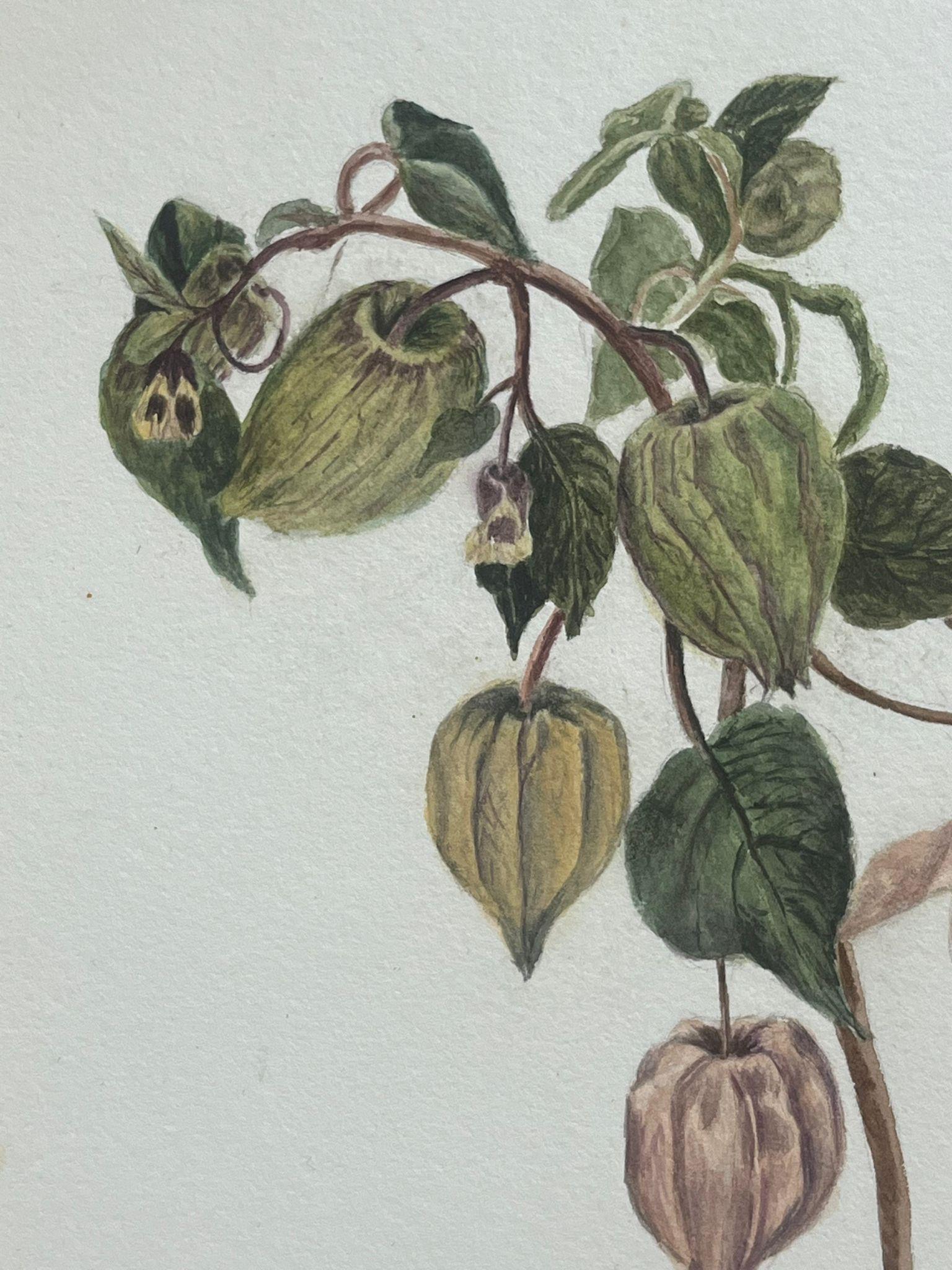 Belle peinture botanique britannique ancienne Alchechengi Lanterne à fleurs  en vente 1