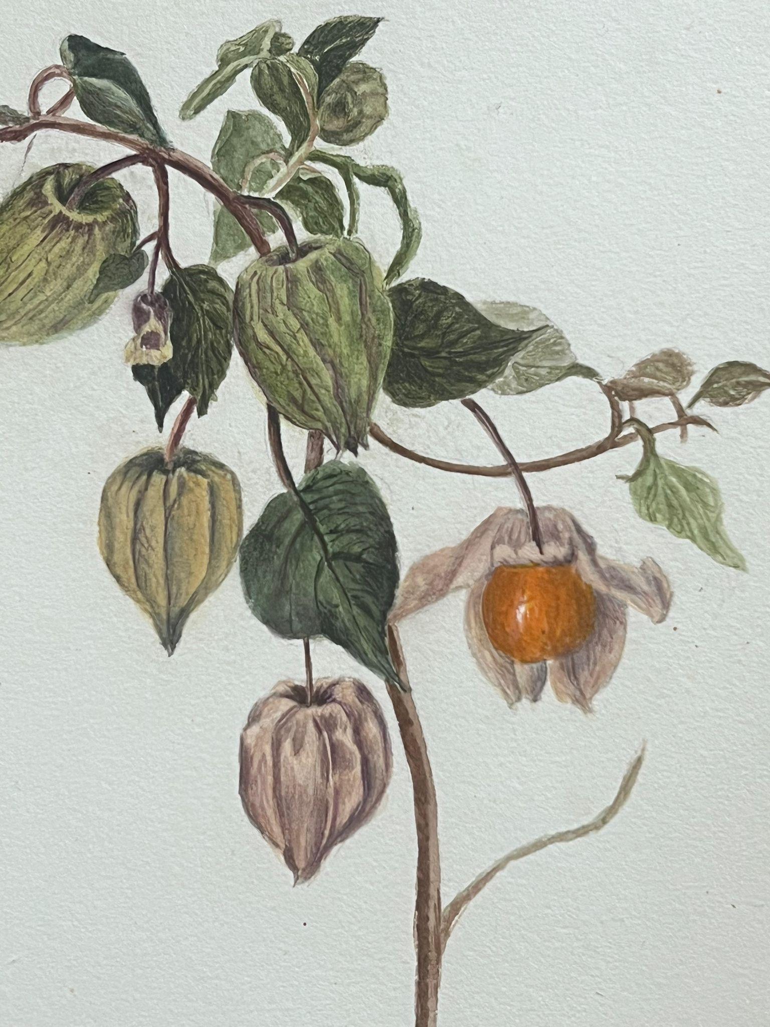 Belle peinture botanique britannique ancienne Alchechengi Lanterne à fleurs  en vente 2