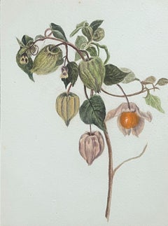 Fine Antique British Botanical Painting Alchechengi Lantern Flower Plant 
