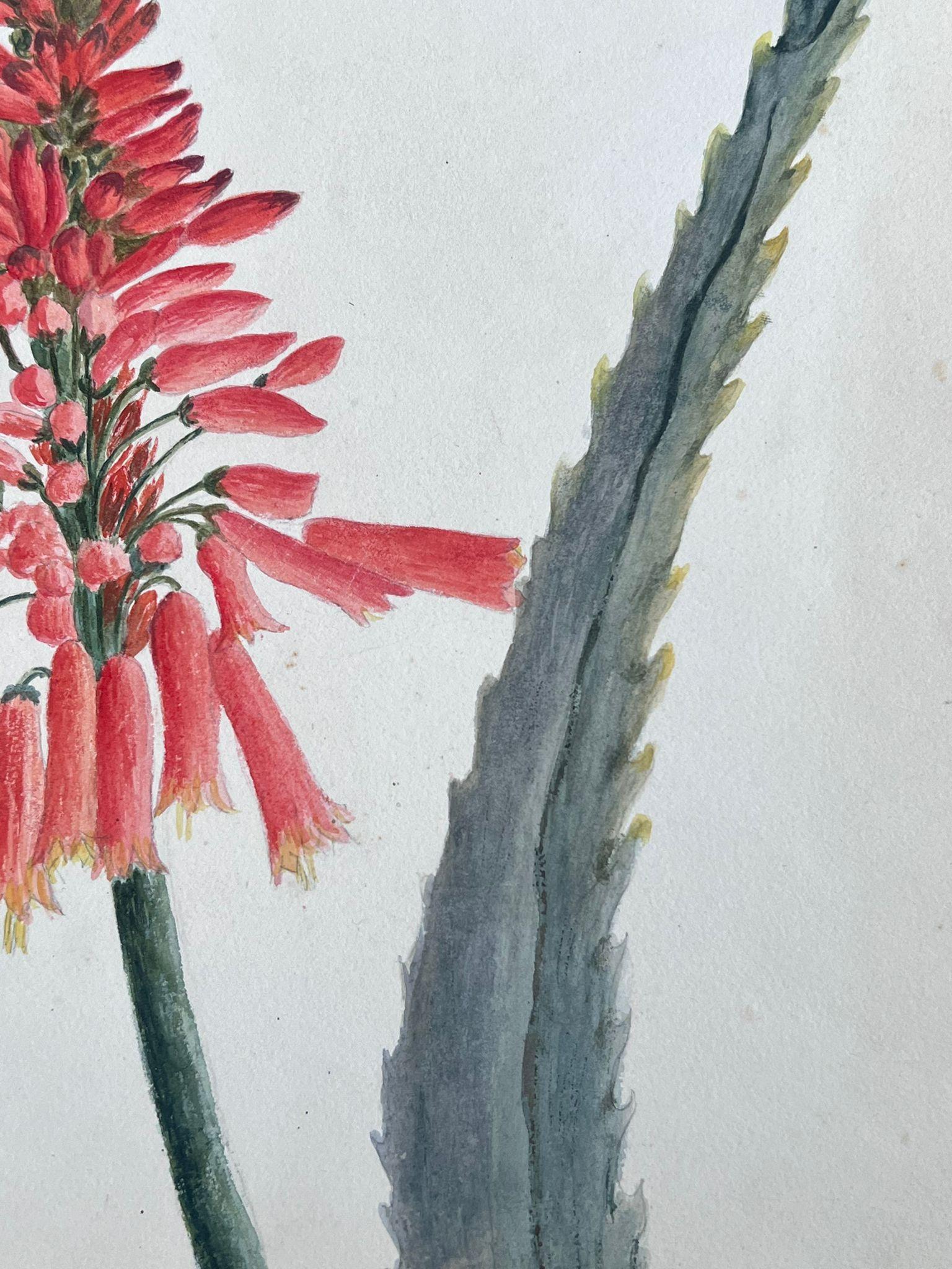 Belle peinture botanique britannique ancienne Aloe Picta Plant - Painting de Caroline Worsley