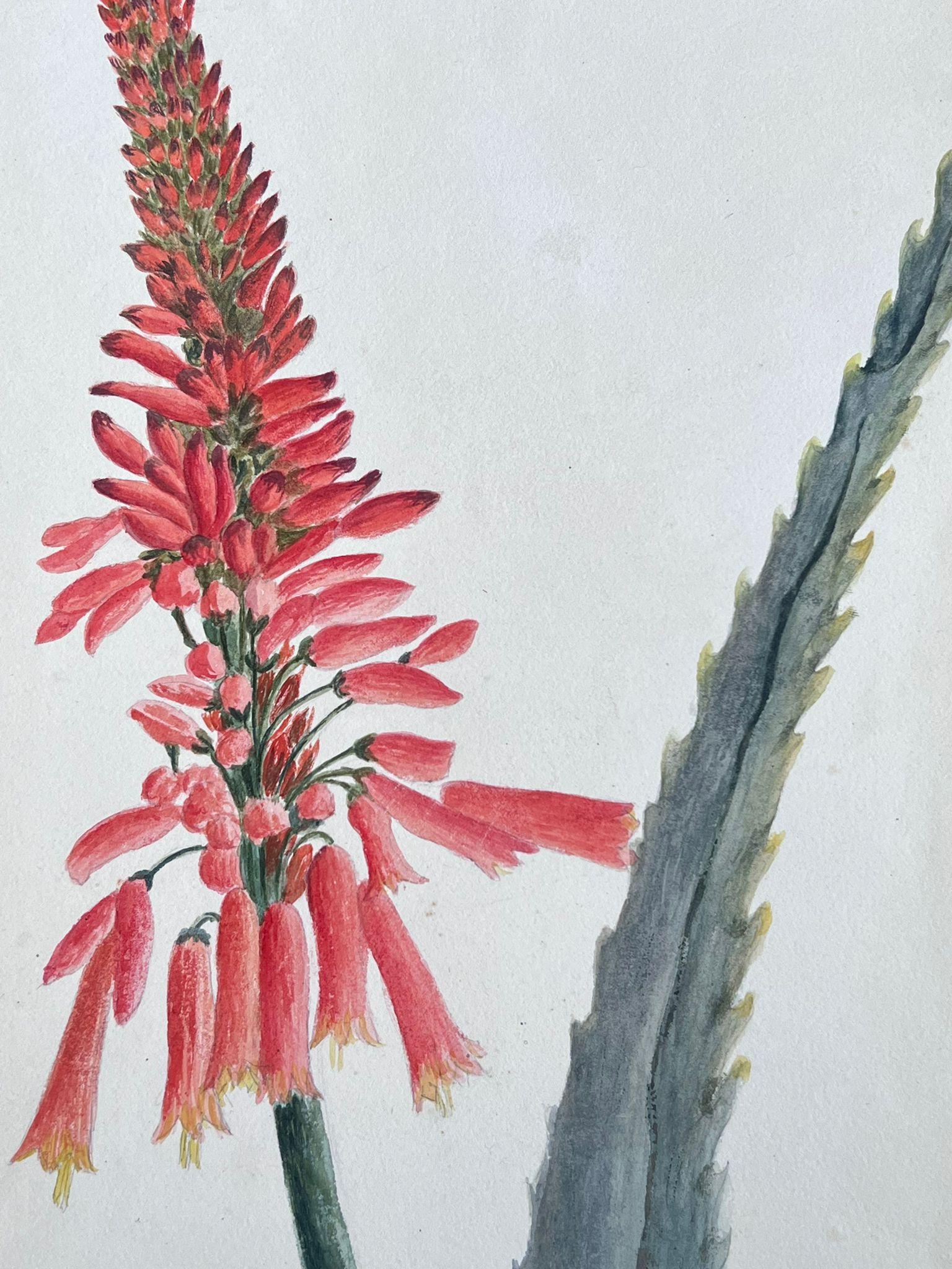 Belle peinture botanique britannique ancienne Aloe Picta Plant - Victorien Painting par Caroline Worsley