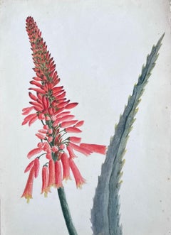Belle peinture botanique britannique ancienne Aloe Picta Plant