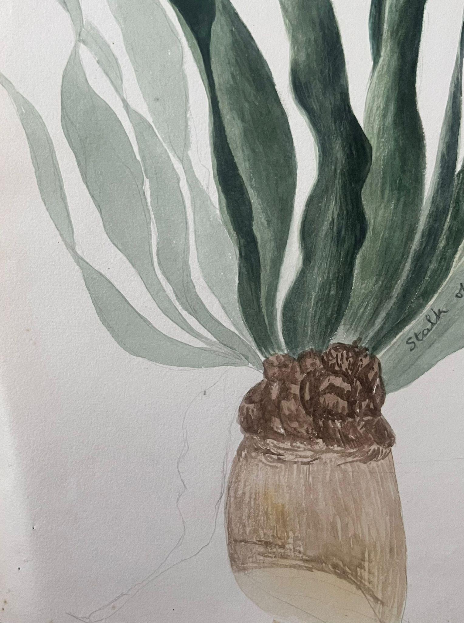 Belle peinture botanique britannique ancienne Aloe Vera Plant - Art de Caroline Worsley