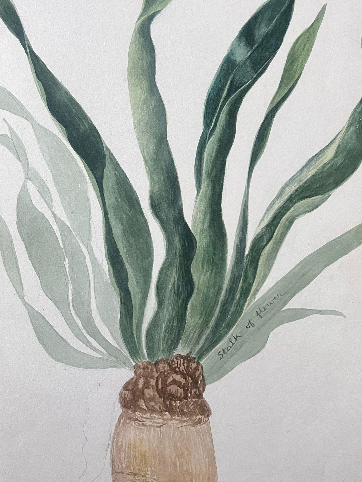 Belle peinture botanique britannique ancienne Aloe Vera Plant - Victorien Art par Caroline Worsley