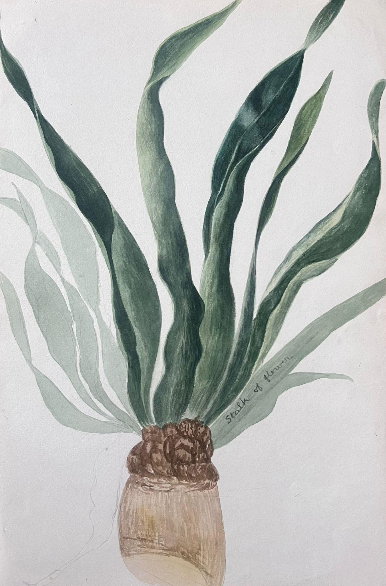 Fine Antique British Botanical Painting Aloe Vera Plant For Sale 2