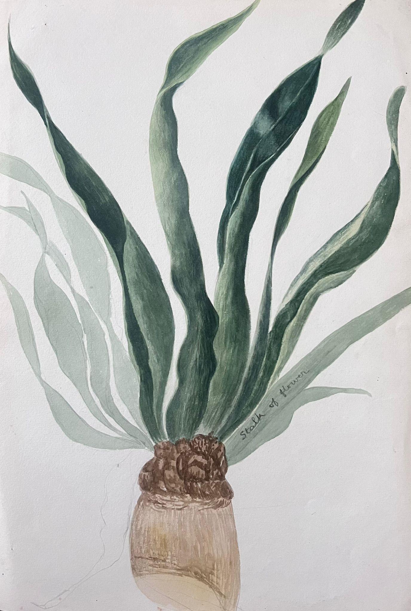 Still-Life Caroline Worsley - Belle peinture botanique britannique ancienne Aloe Vera Plant