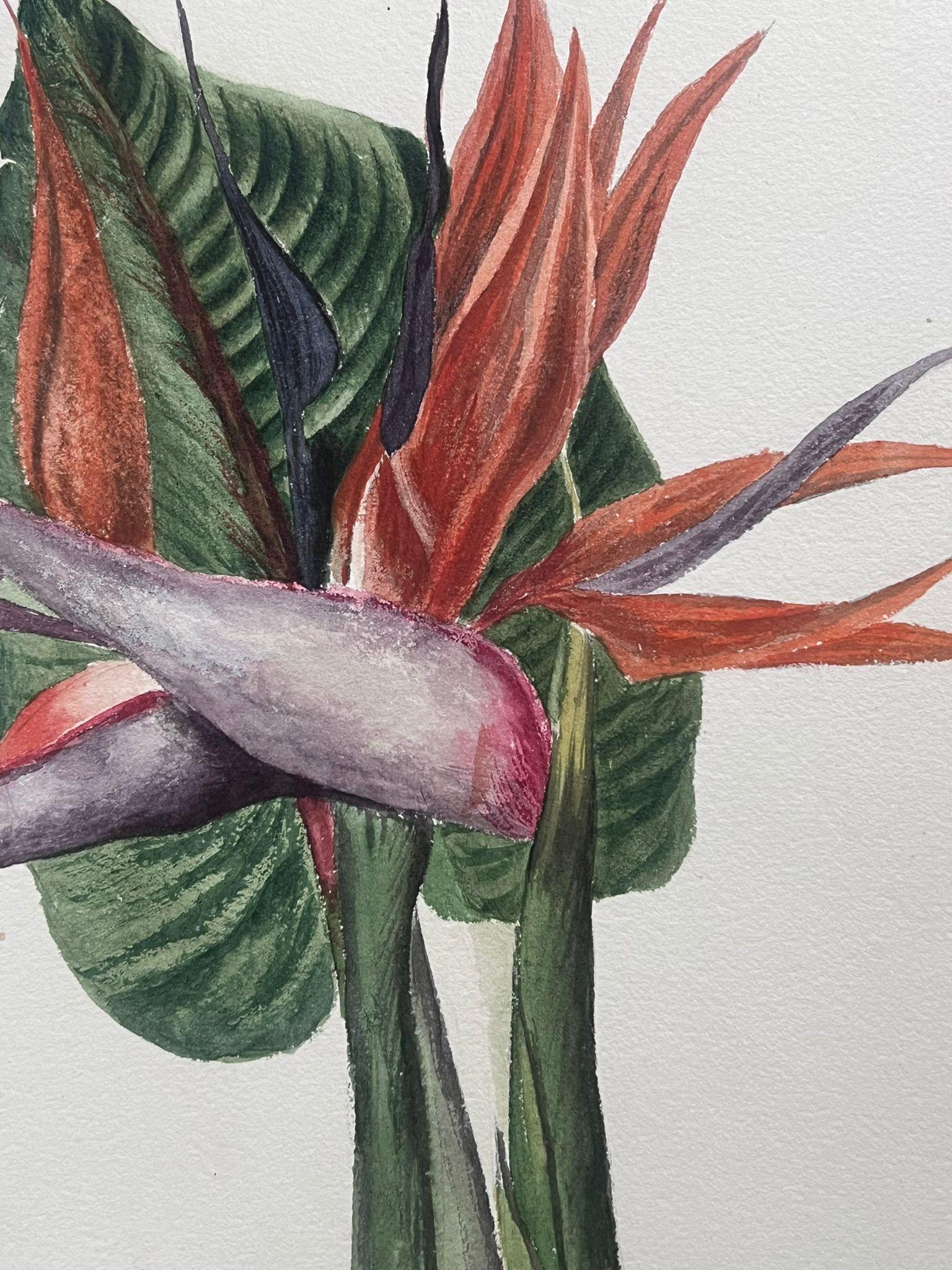 Belle peinture botanique britannique ancienne Birds of Paradise Flower - Painting de Caroline Worsley