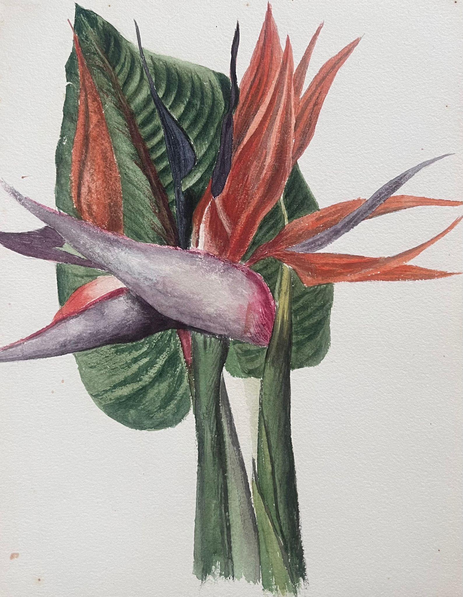 Belle peinture botanique britannique ancienne Birds of Paradise Flower - Victorien Painting par Caroline Worsley