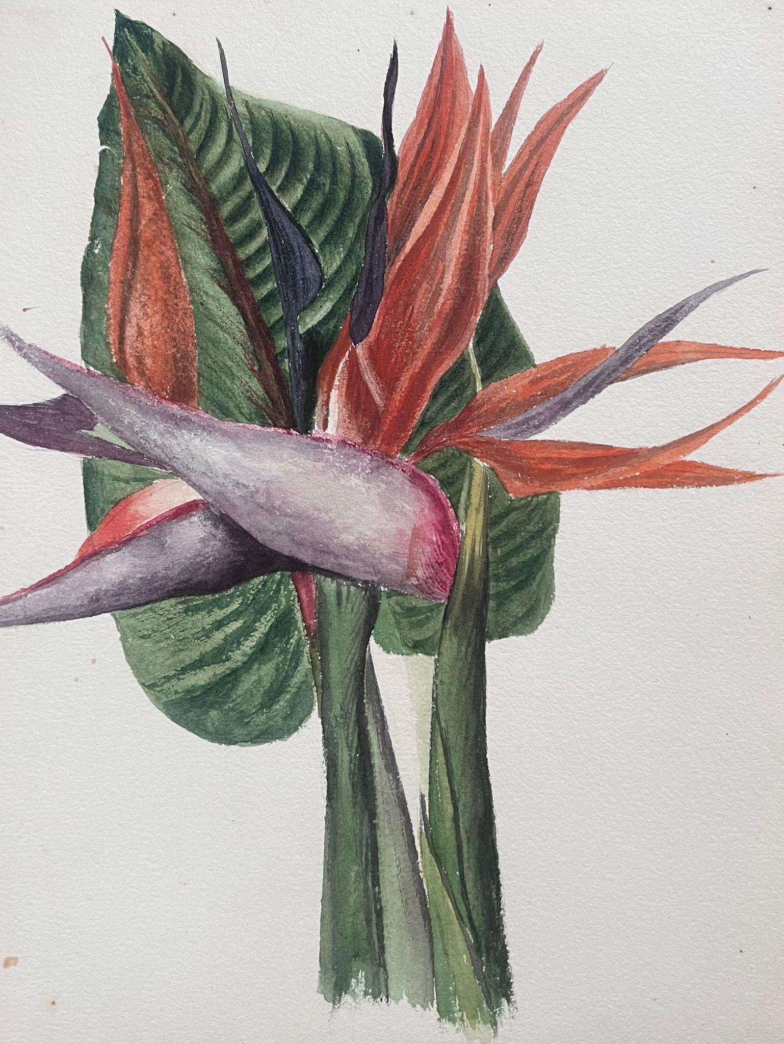Caroline Worsley Still-Life Painting – Feines antikes britisches botanisches Gemälde Vögel des Paradieses Blumenblumen