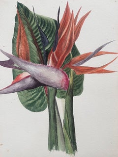 Belle peinture botanique britannique ancienne Birds of Paradise Flower