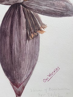 Fine Antique British Botanical Painting Cacao Banana Fruit Plant Flower