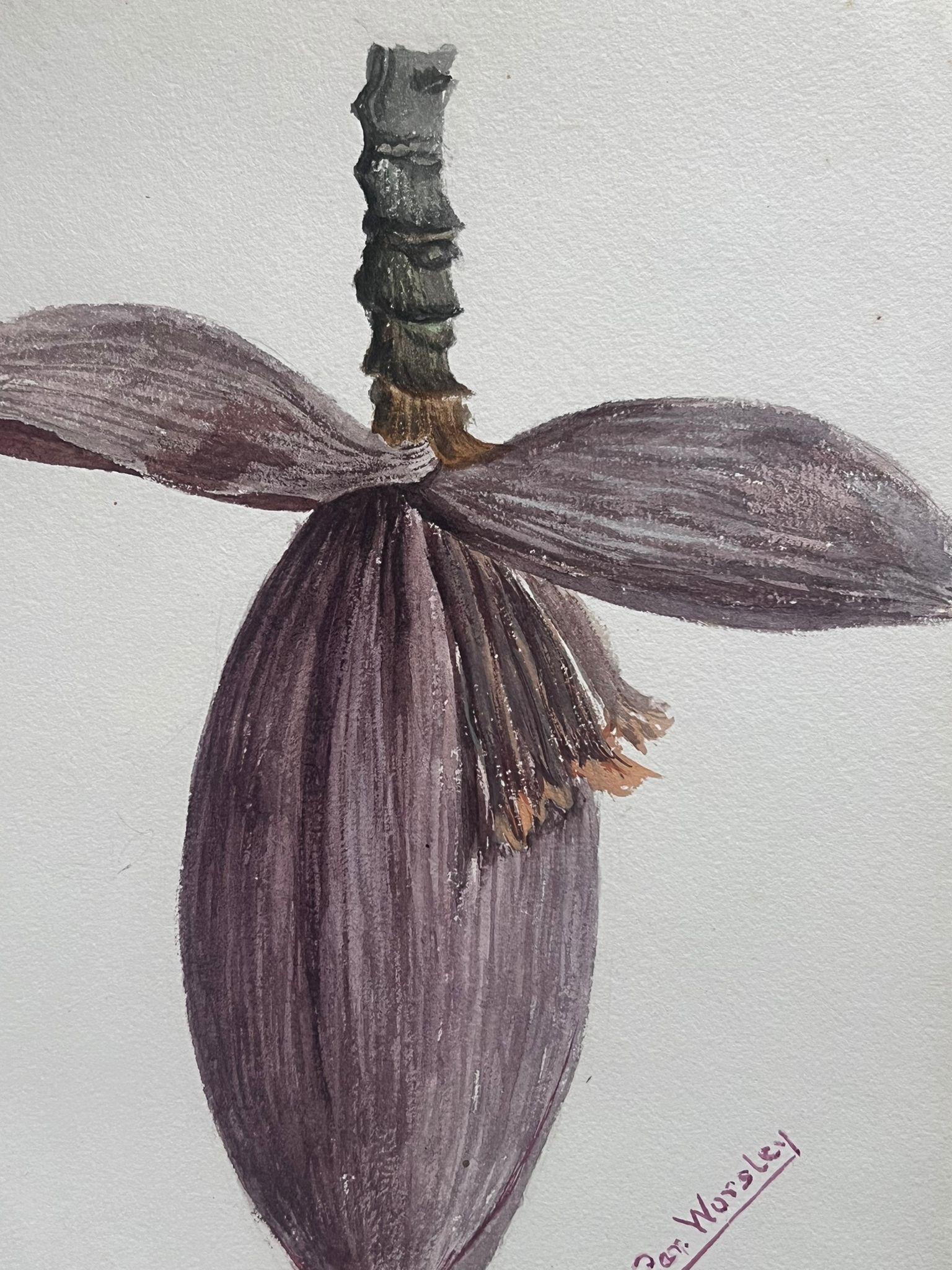 Belle peinture botanique britannique ancienne Cacao Banana Fruit Plant Flower - Victorien Painting par Caroline Worsley