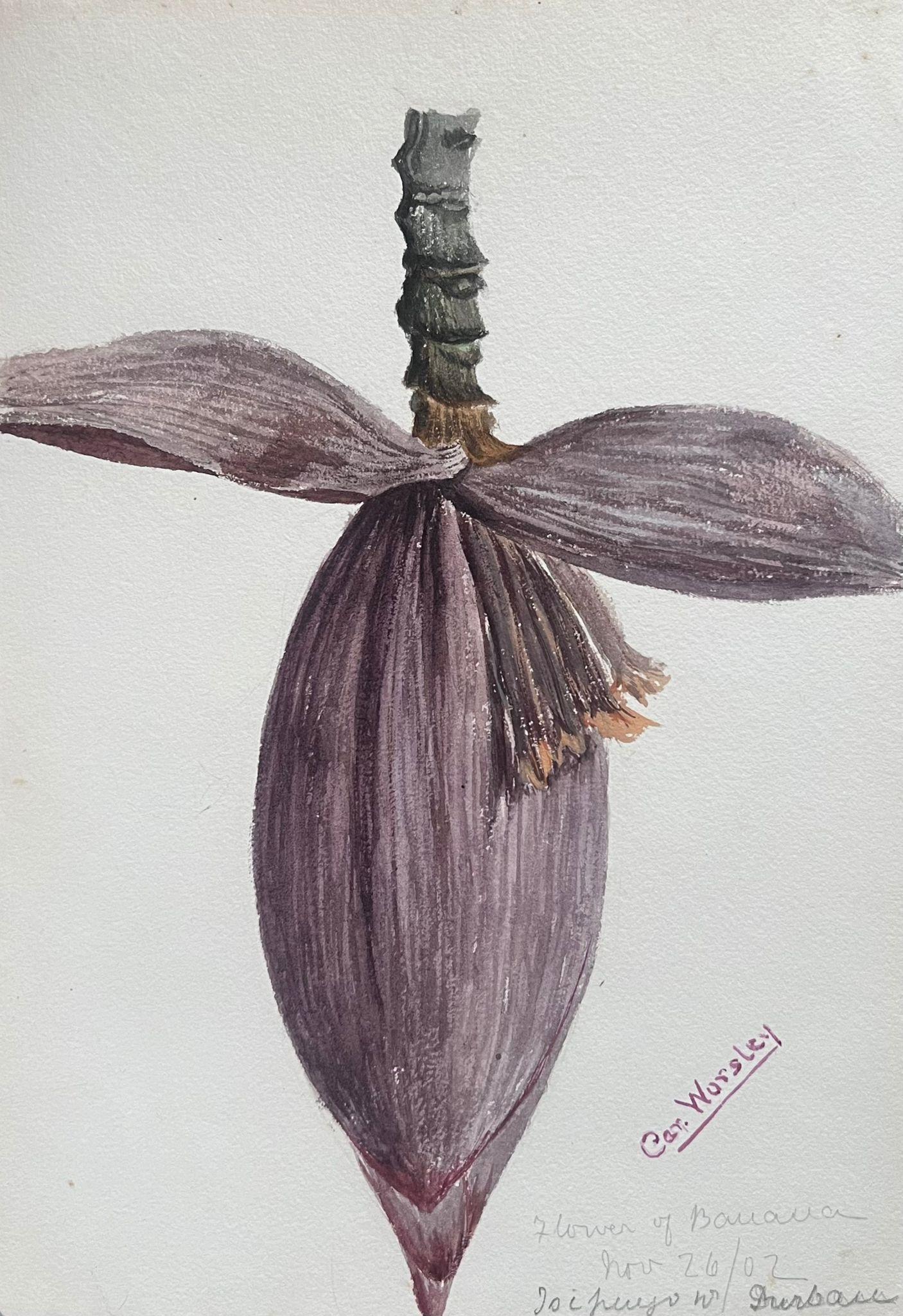 Caroline Worsley Still-Life Painting - Fine Antique British Botanical Painting Cacao Banana Fruit Plant Flower