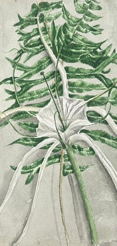 Pregevole dipinto botanico inglese di Antique British con pianta di coda di pesce e pianta di giglio ragno