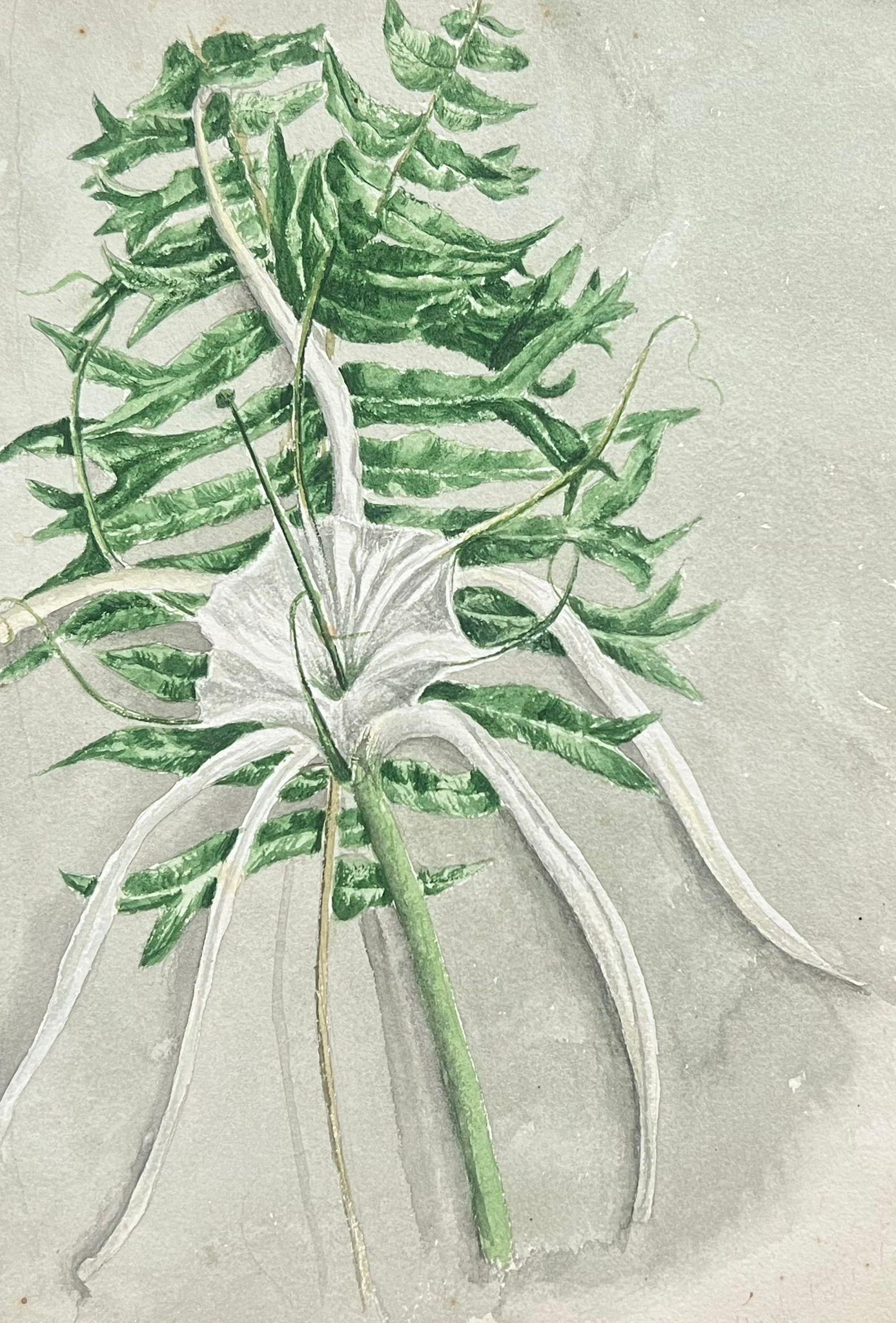 Belle peinture botanique britannique ancienne, plantes à queue de poisson et lys d'araignée - Victorien Painting par Caroline Worsley