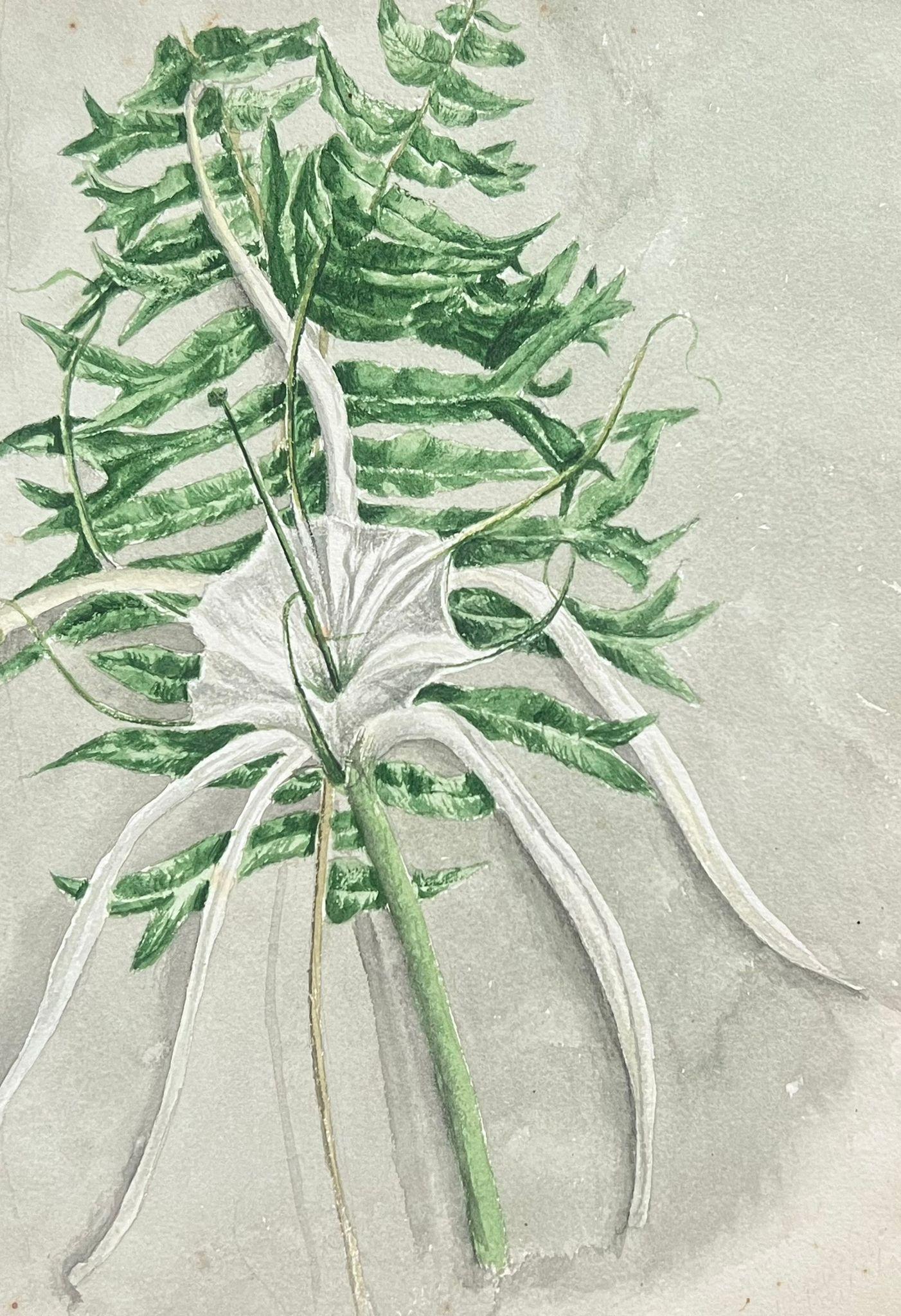 Caroline Worsley Still-Life Painting – Antikes britisches botanisches Gemälde, Fischschwanz-Pflanzgefäß und Spinnenlilien-Pflanzgefäß, antik