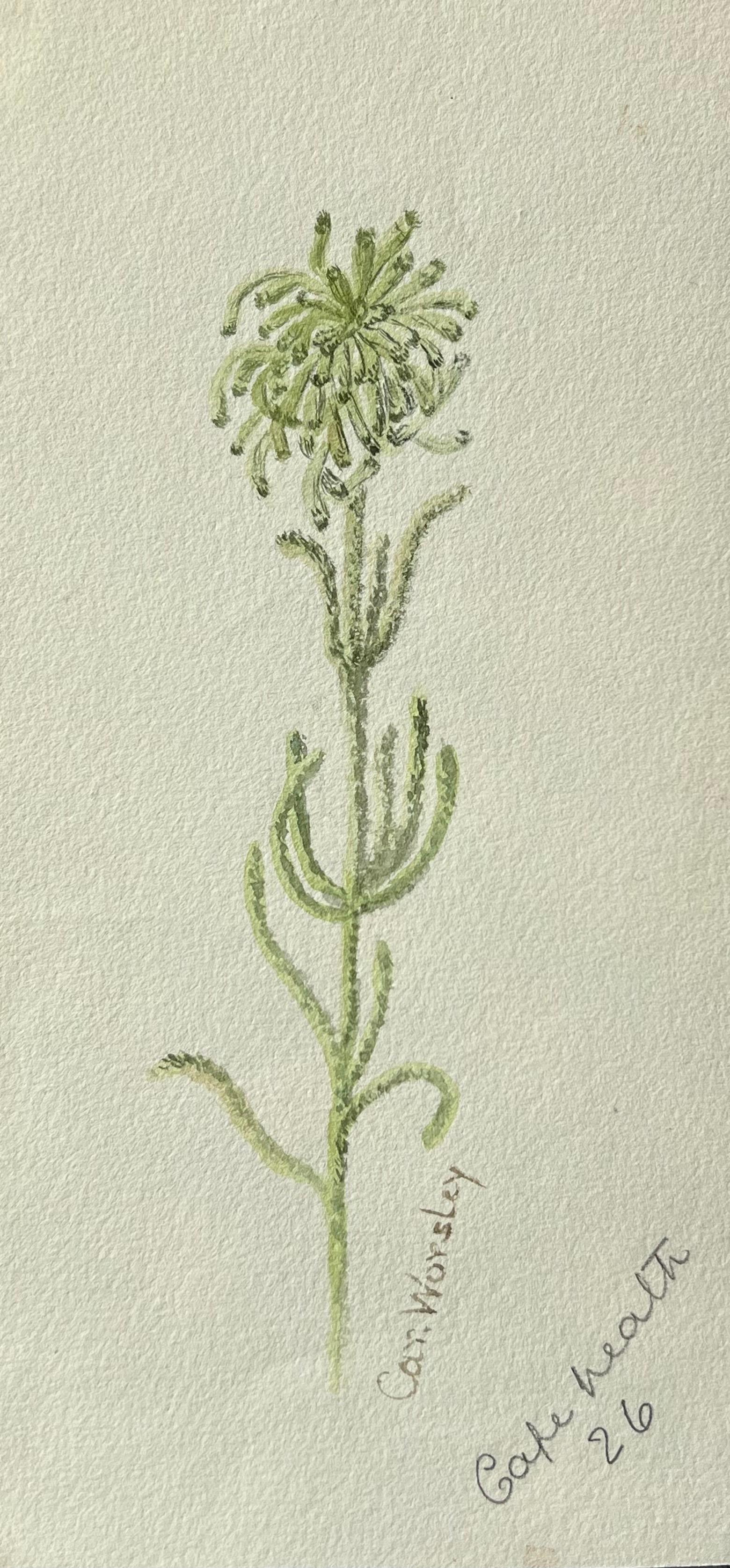 Belle peinture botanique britannique ancienne vert grande plante - Painting de Caroline Worsley