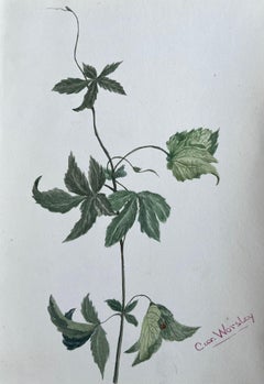 Fine Antique British Botanical Painting Mint Leaf Stem Plant