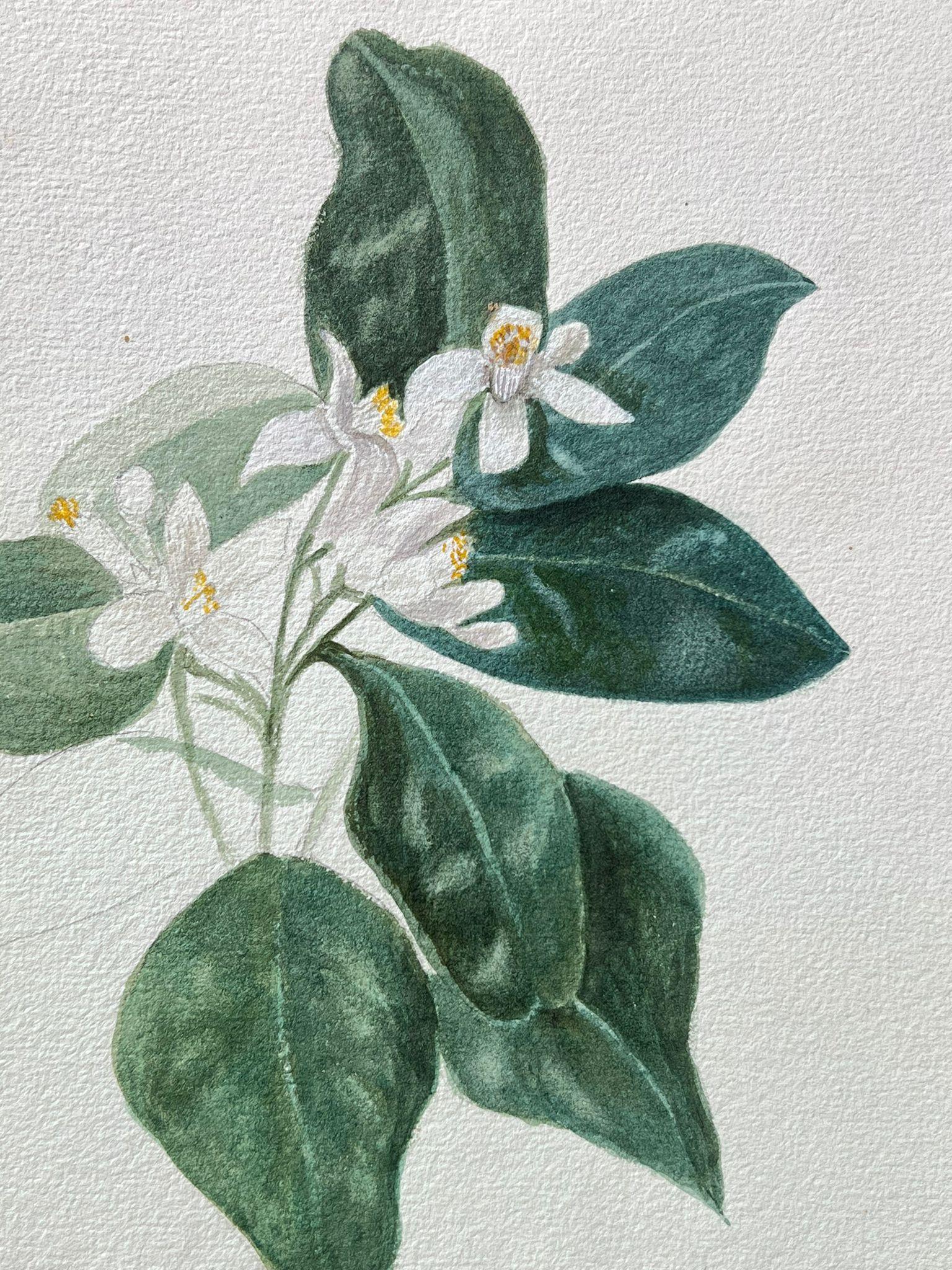 Belle peinture botanique britannique ancienne Orange Blossom  - Painting de Caroline Worsley