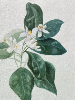 Fine Antique British Botanical Painting Orange Blossom