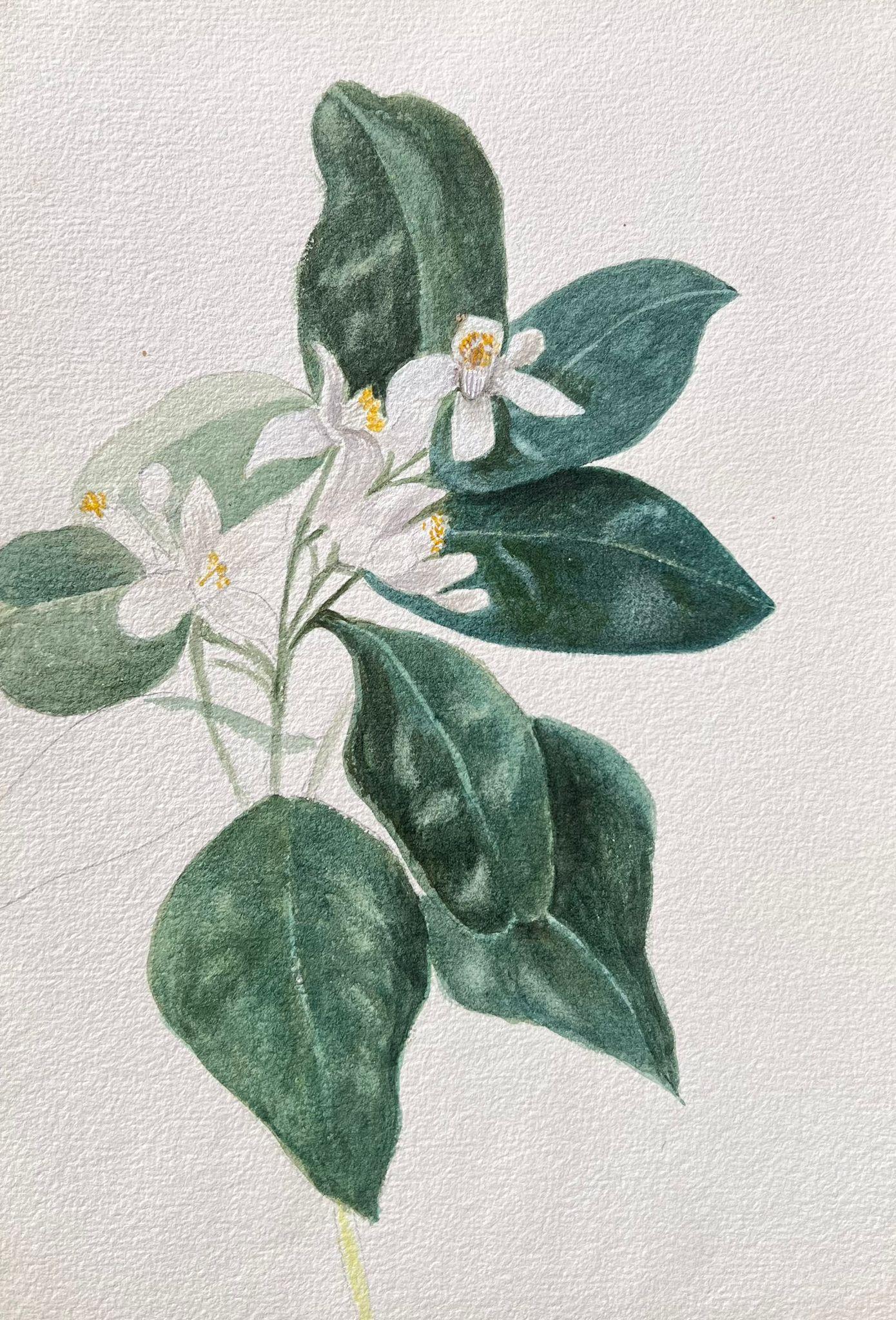 Caroline Worsley Still-Life Painting - Fine Antique British Botanical Painting Orange Blossom 