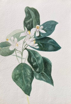 Belle peinture botanique britannique ancienne Orange Blossom