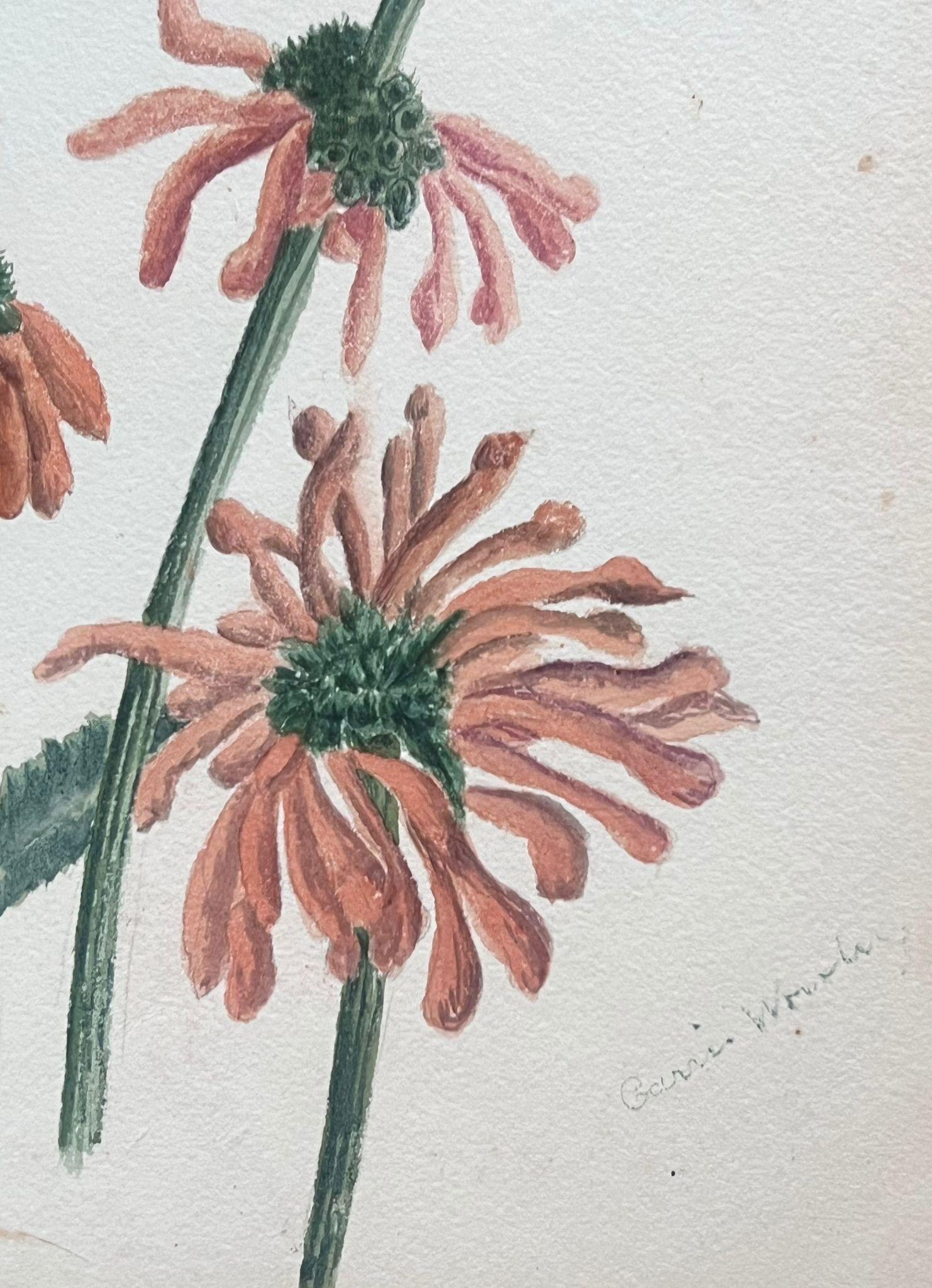 Belle peinture botanique britannique ancienne Orange Leonotis Flower - Art de Caroline Worsley