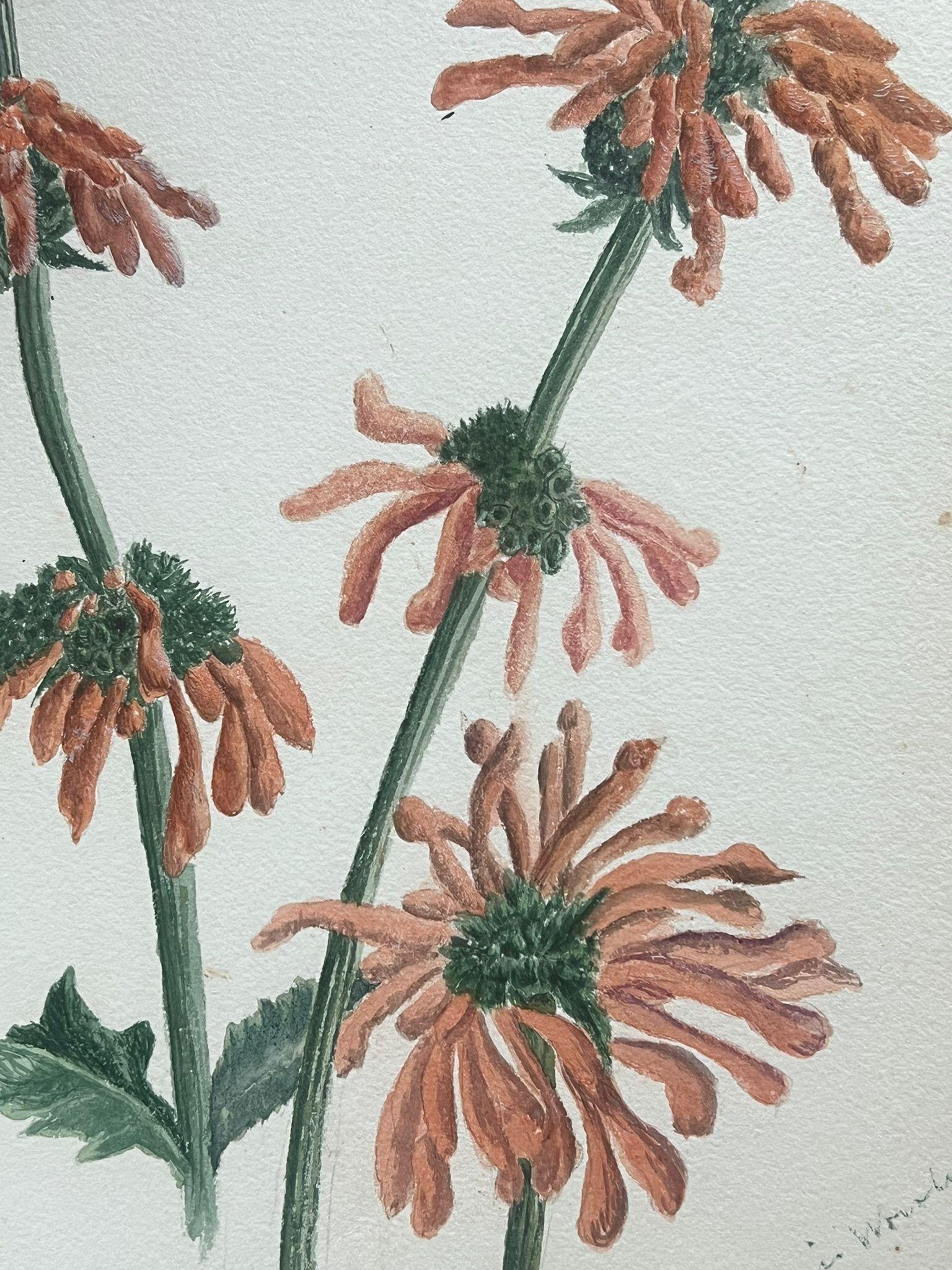 Fine Antique British Botanical Painting Orange Leonotis Flower - Victorian Art by Caroline Worsley