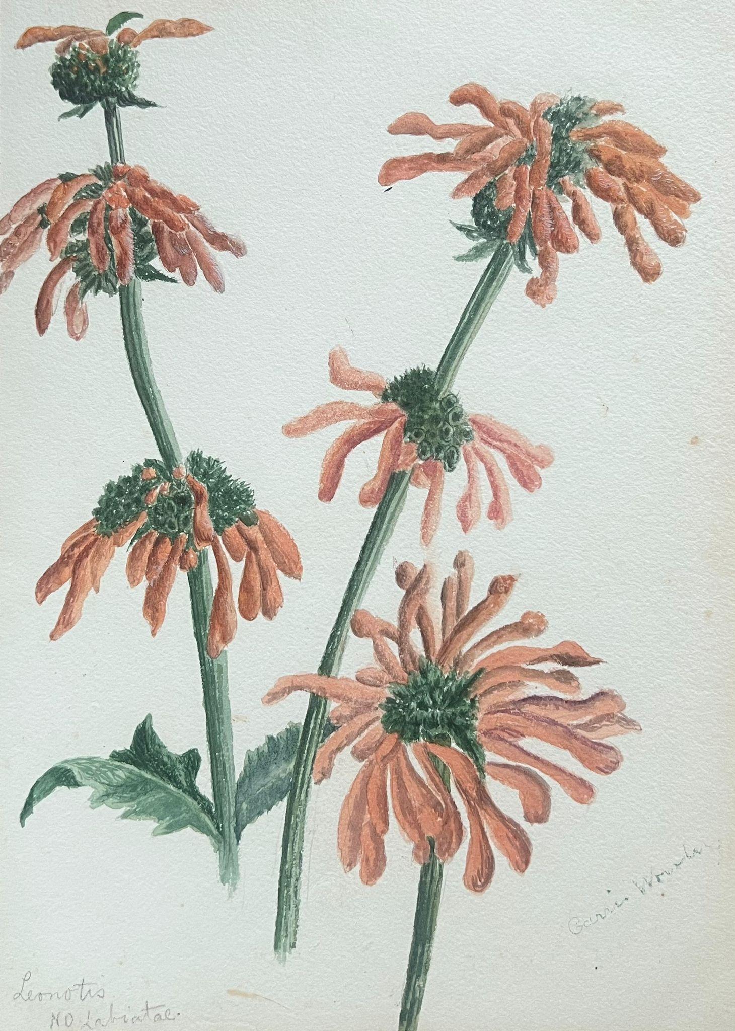 Caroline Worsley Still-Life – Feines antikes britisches botanisches Gemälde in Orange, Leonotis-Blume, Leonotis