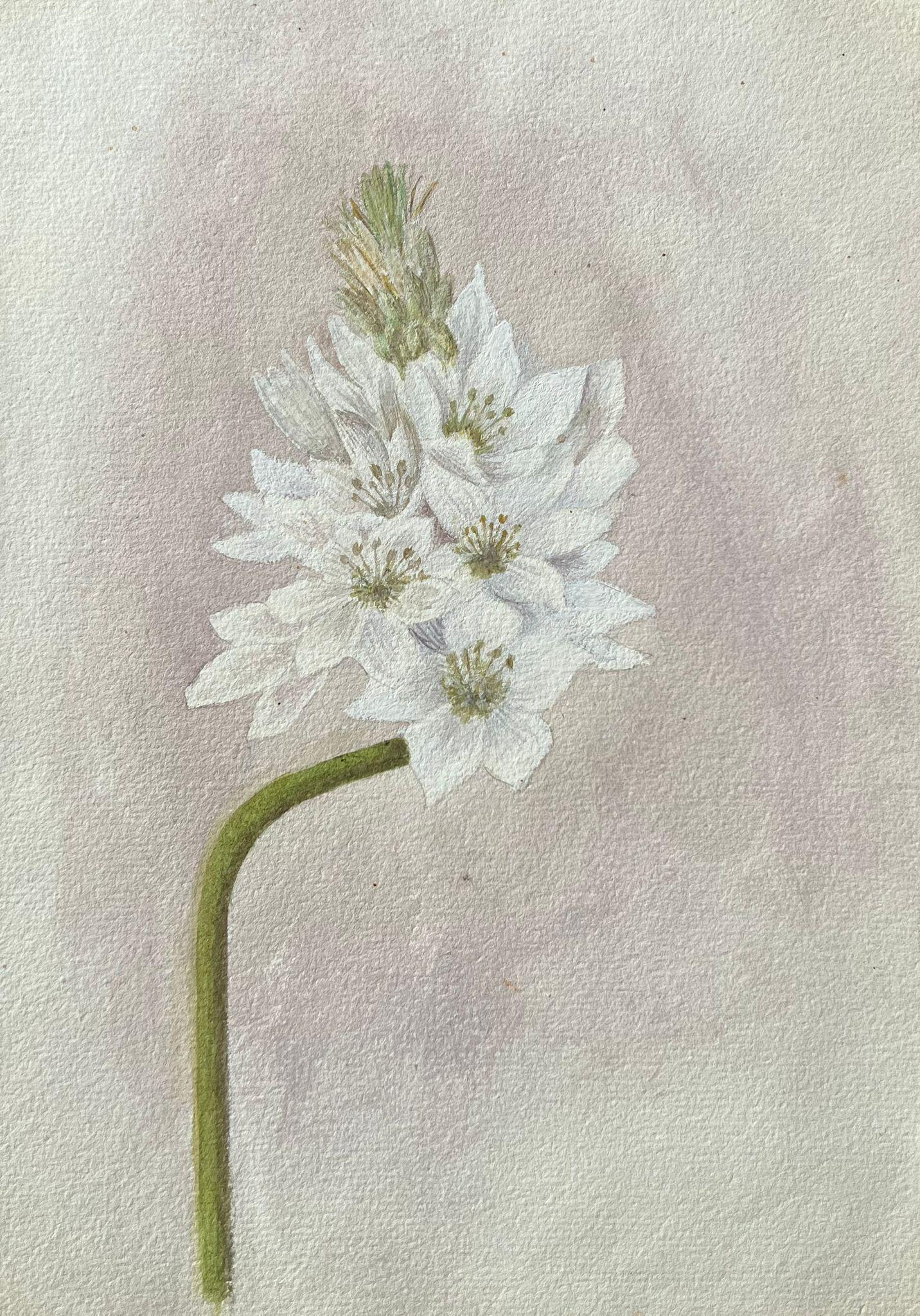 Still-Life Caroline Worsley - Belle peinture botanique britannique ancienne Ornithogalum Thyrsoides Plant