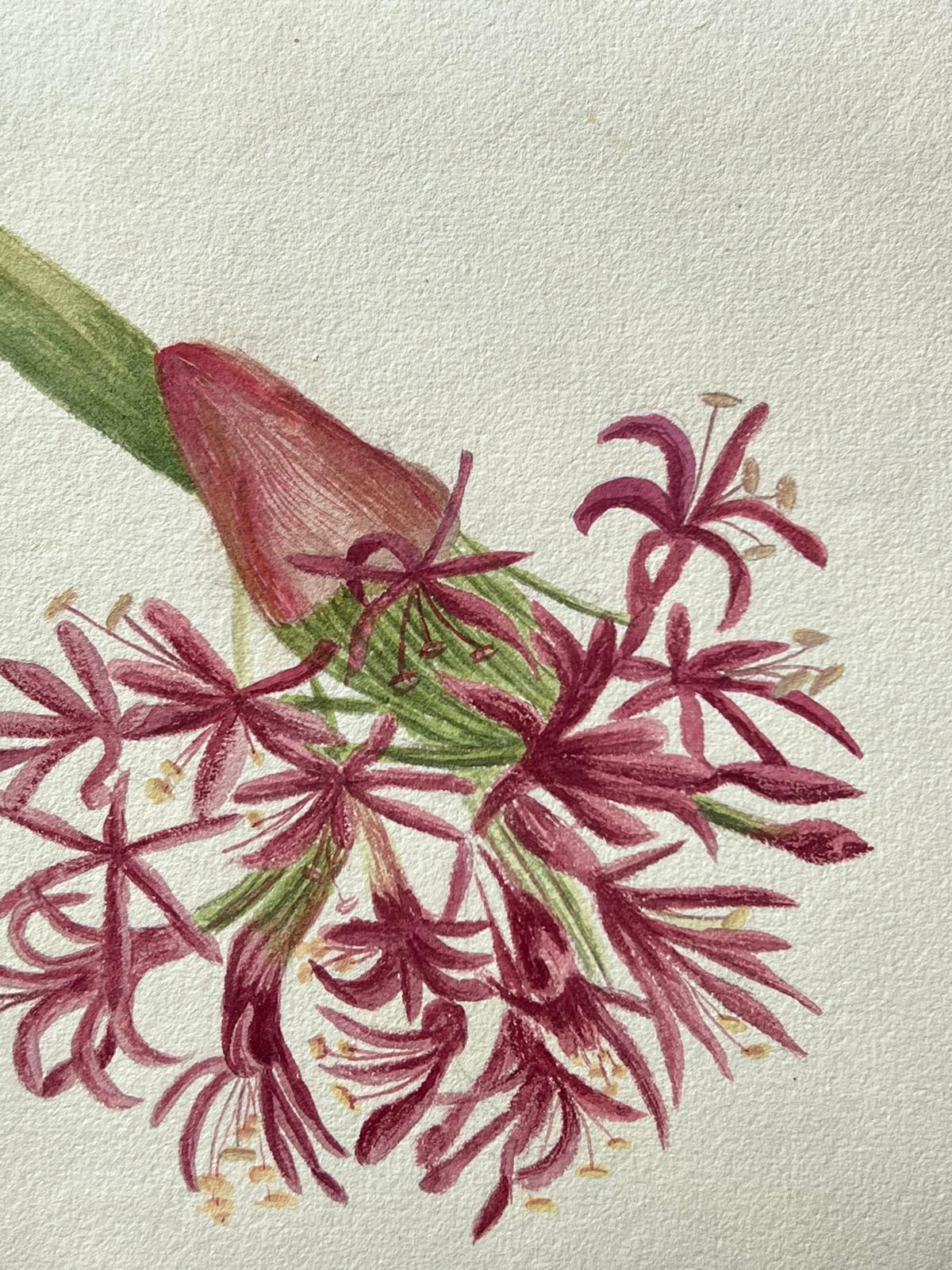 Belle peinture botanique britannique ancienne rose Amaryllis Flower - Painting de Caroline Worsley