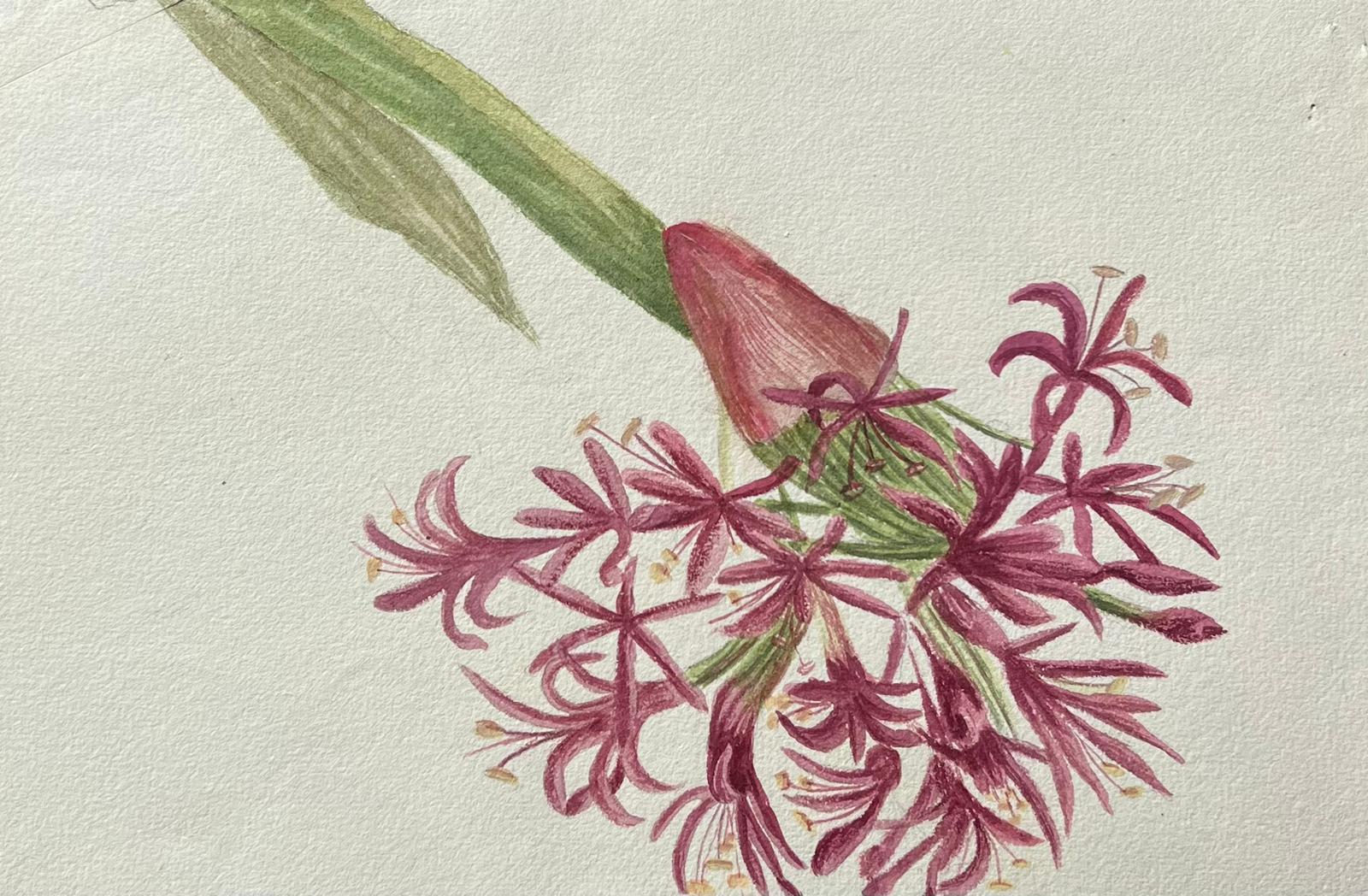 Belle peinture botanique britannique ancienne rose Amaryllis Flower - Victorien Painting par Caroline Worsley