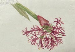 Antikes britisches botanisches Gemälde in Rosa mit Amaryllis-Blume, antik