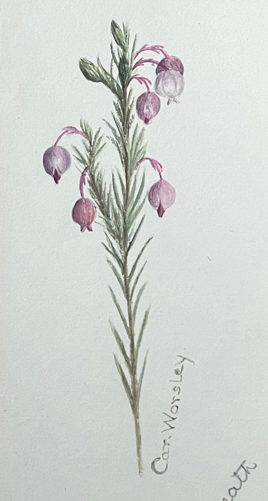 Feine antike britische botanische Malerei rosa Ball Stem Pflanze – Painting von Caroline Worsley