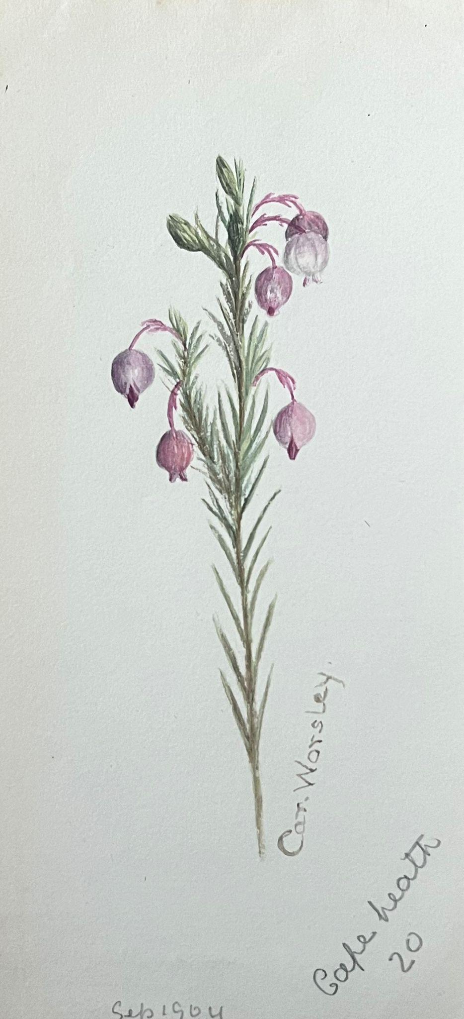 Caroline Worsley Still-Life Painting – Feine antike britische botanische Malerei rosa Ball Stem Pflanze