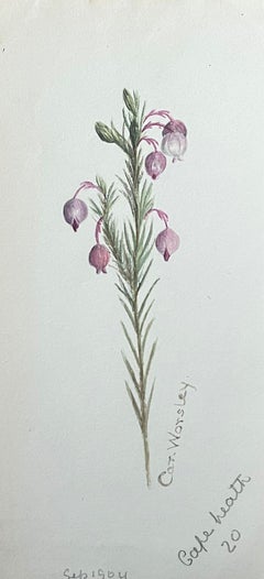 Fine Antique British Botanical Painting Pink Ball Stem Plant