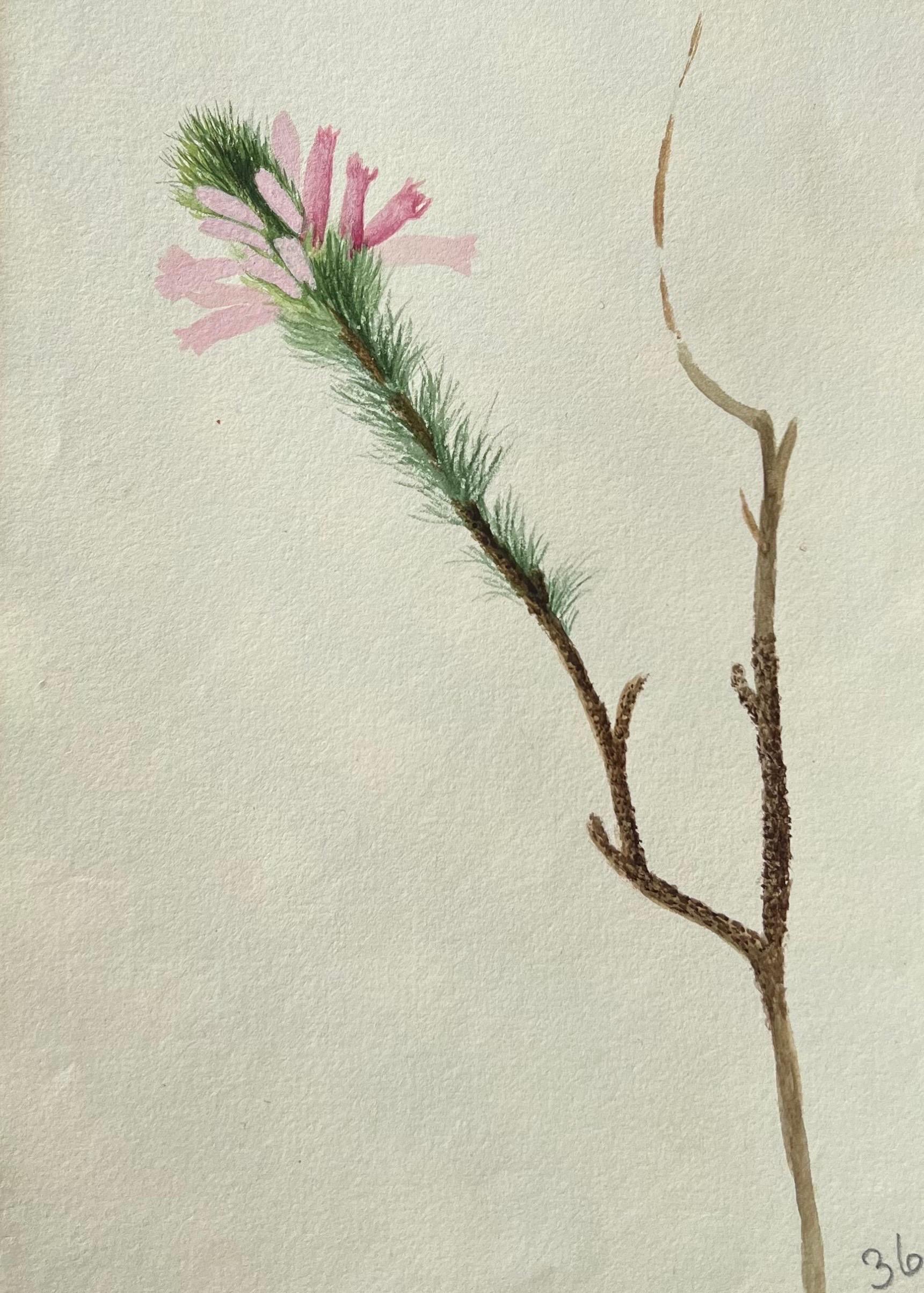Antikes britisches botanisches Gemälde mit rosa Bristle-Blumenmuster, antik – Painting von Caroline Worsley