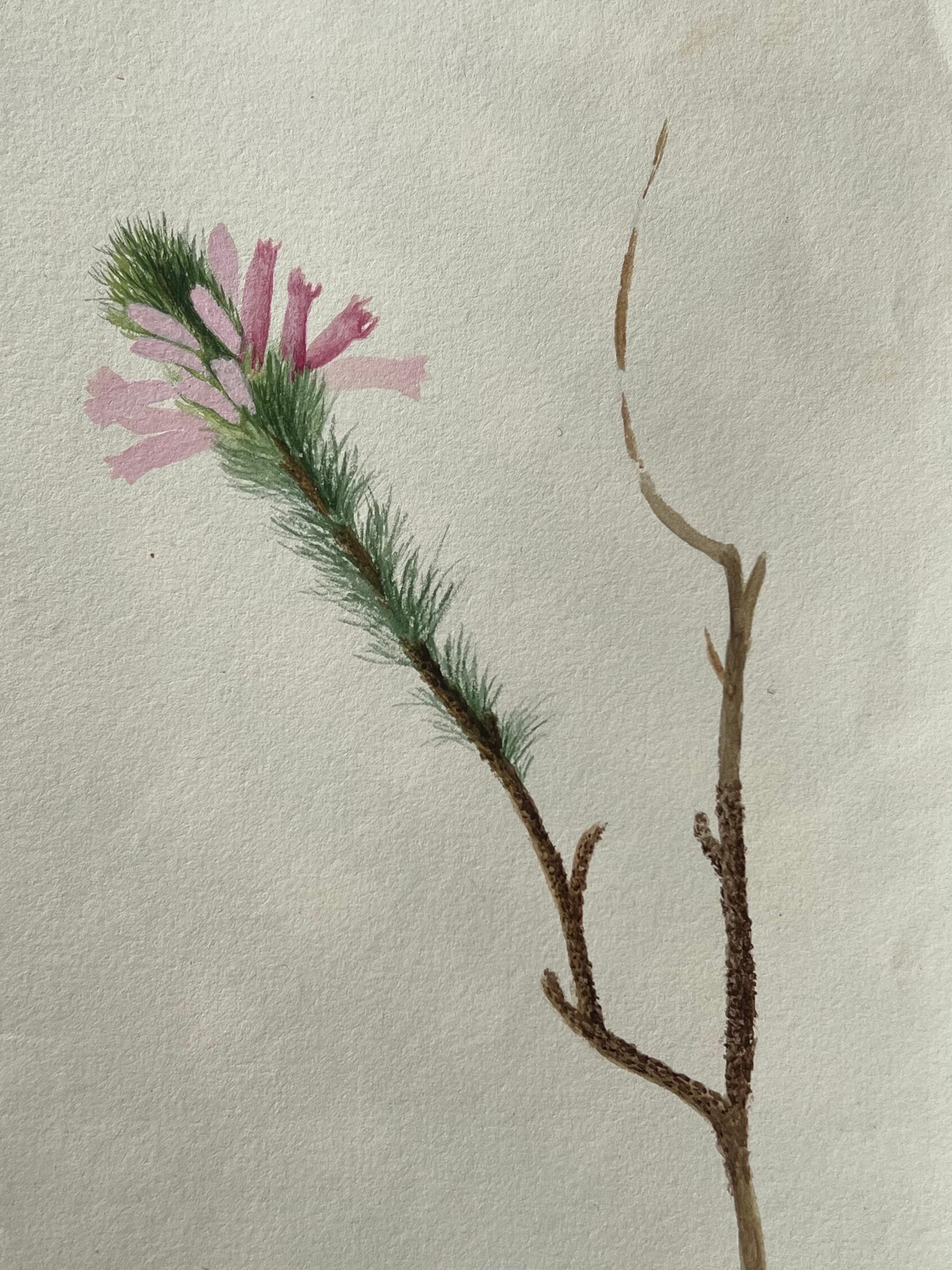 Belle peinture botanique britannique ancienne, fleur de mariée rose - Victorien Painting par Caroline Worsley