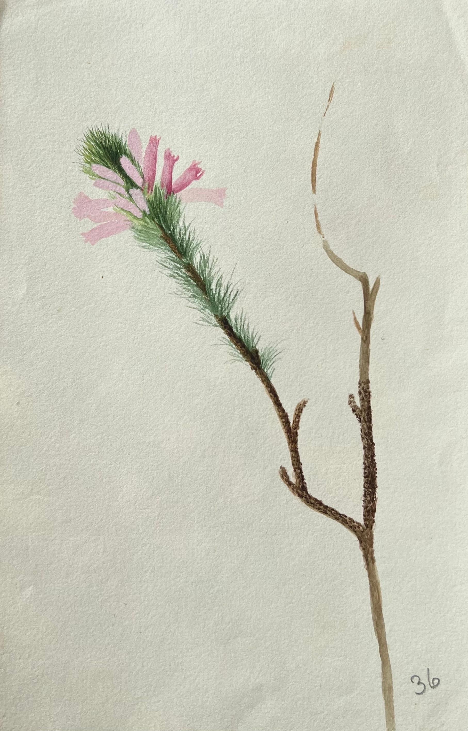 Caroline Worsley Still-Life Painting - Fine Antique British Botanical Painting Pink Bristle Flower